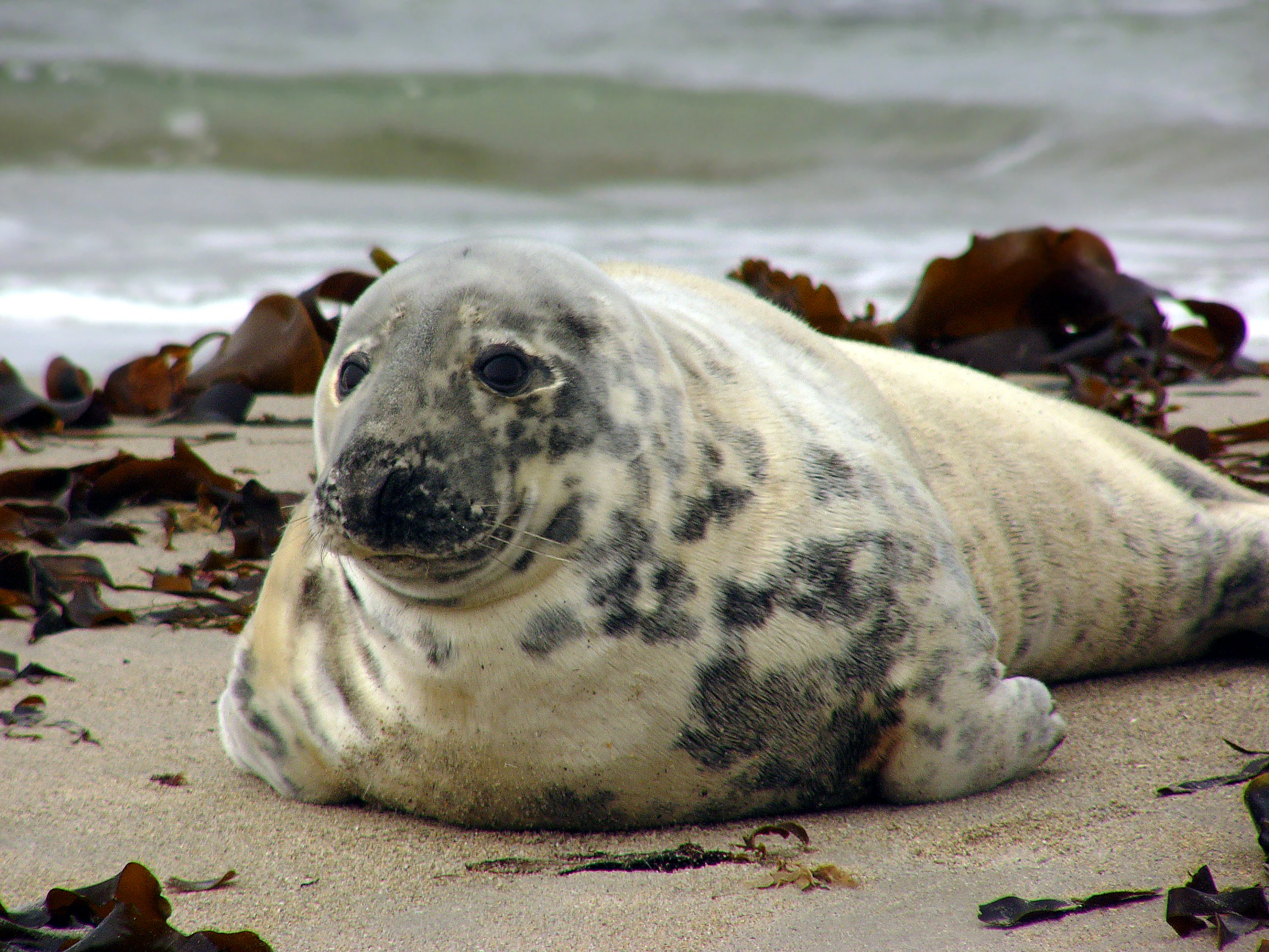 Grey Seal with spotted fur lying on sandy beach surrounded by brown seaweed with ocean waves in background