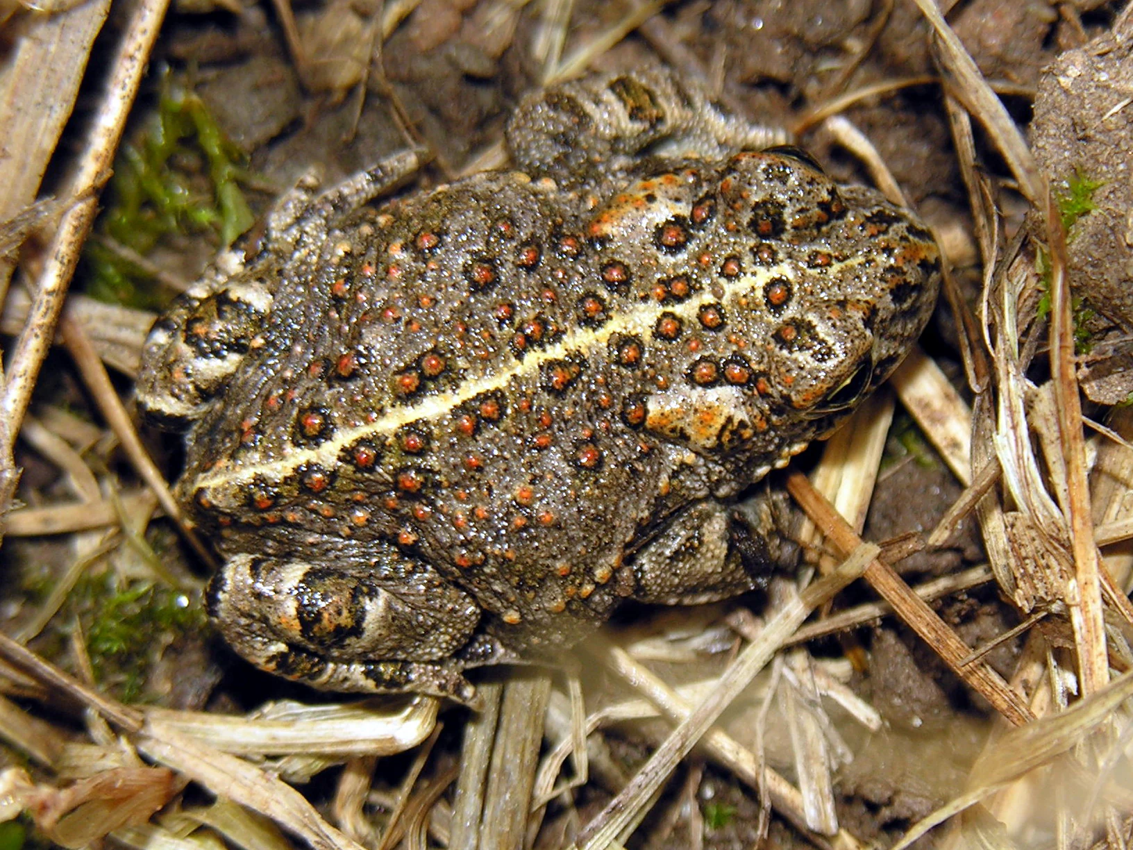 Close-up of a juvenile Natterjack toad with dark spots and a light stripe on its back, resting on dry grass and moss