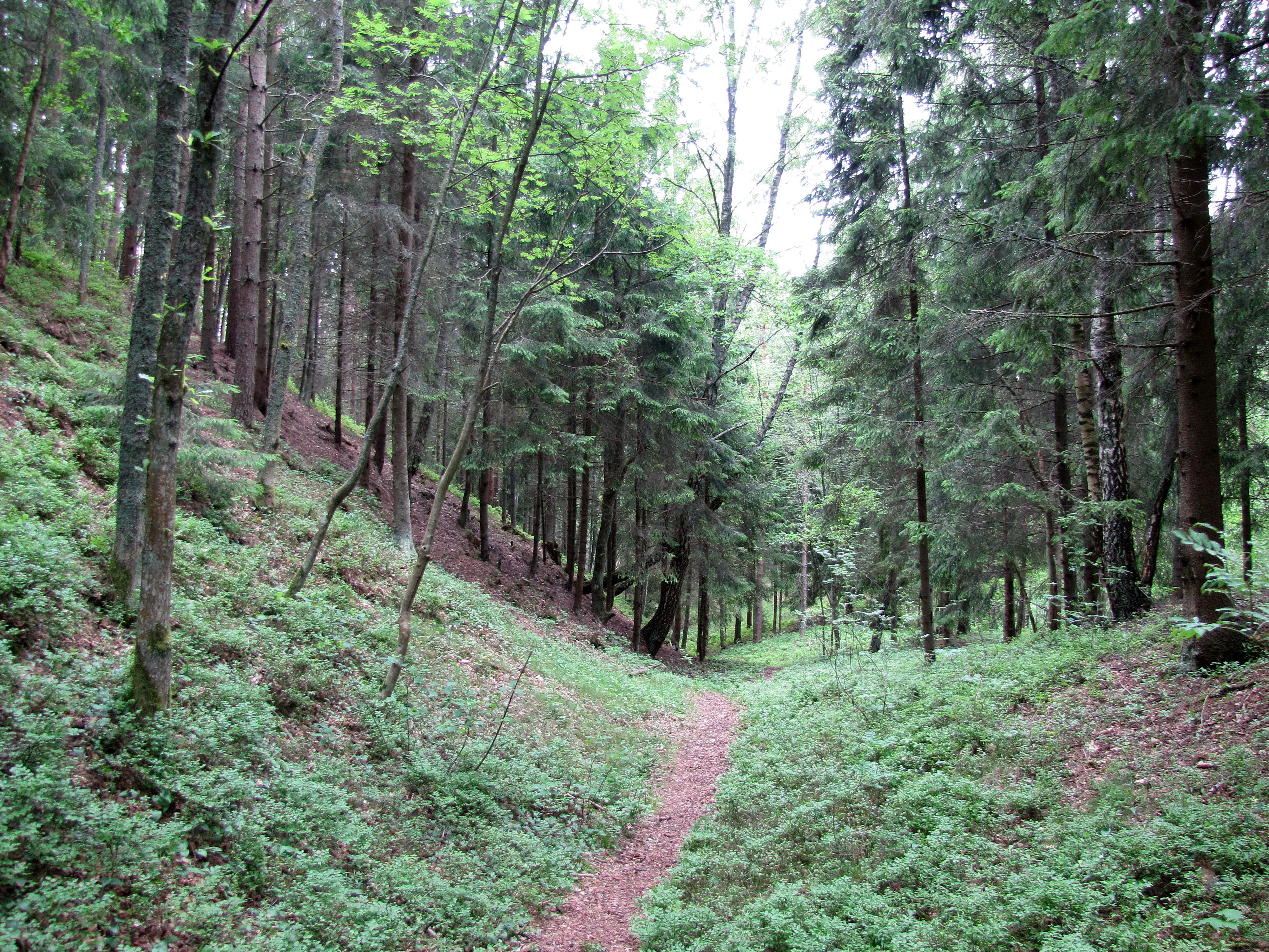 Forest trail surrounded by tall trees and green vegetation, showing a natural pathway through a forested area.