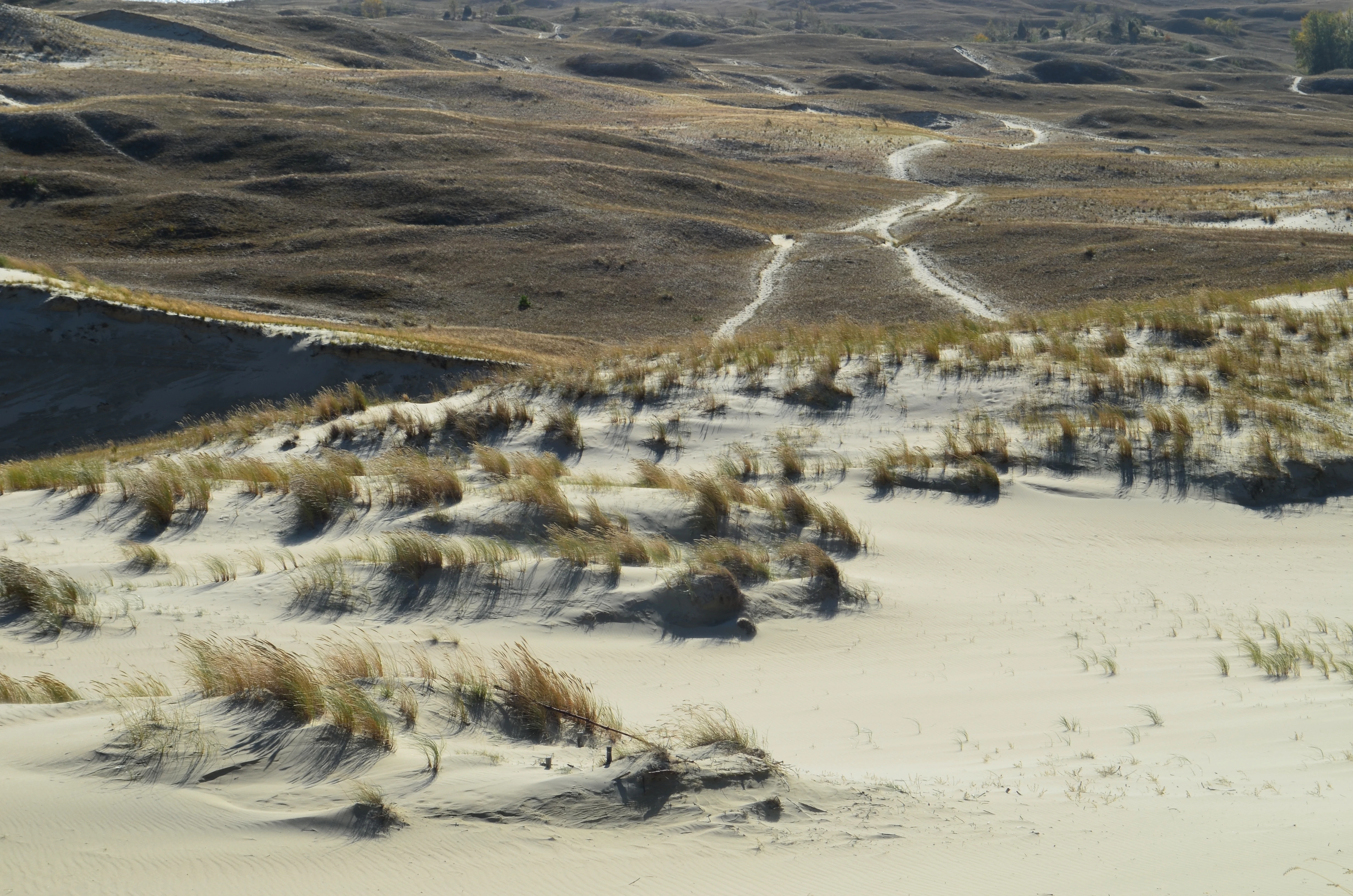 Sandy dunes with scattered grasses and a winding trail in the background