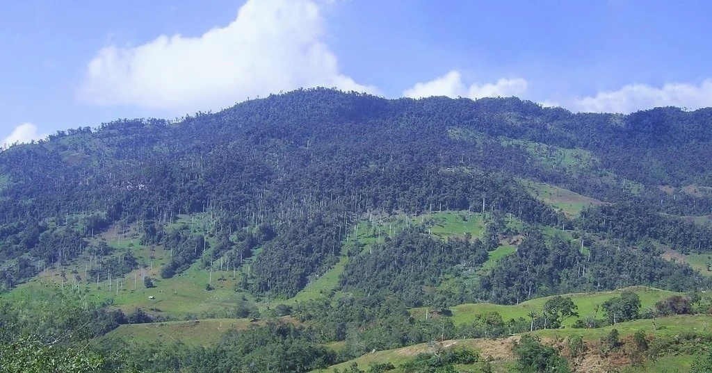 Montañas cubiertas de bosque bajo un cielo azul con nubes dispersas