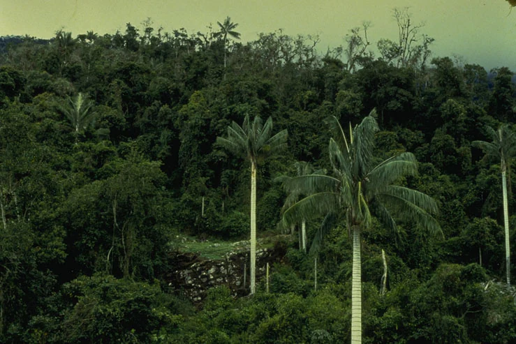 Bosque denso tropical de montaña con palmeras y otra vegetación verde, que muestra un ecosistema exuberante con un afloramiento rocoso en el plano medio