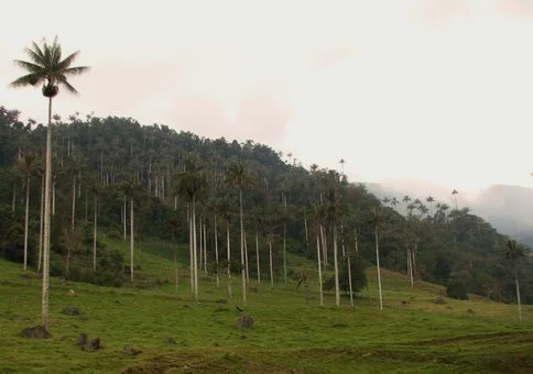 Colina verde exuberante con altas palmeras, densos bosques en las colinas de fondo y montañas neblinosas bajo un cielo nublado.