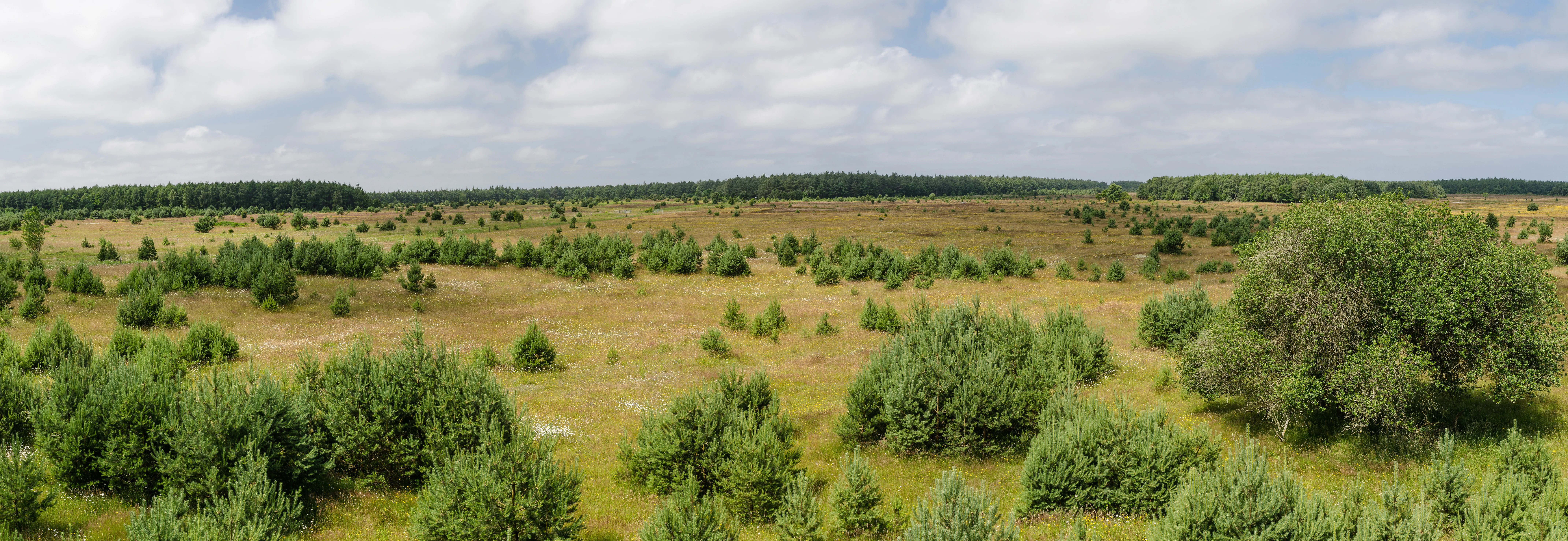 A wide-angle panoramic view of a flat coastal heathland with scattered small pine trees and low shrubs under a cloudy sky.