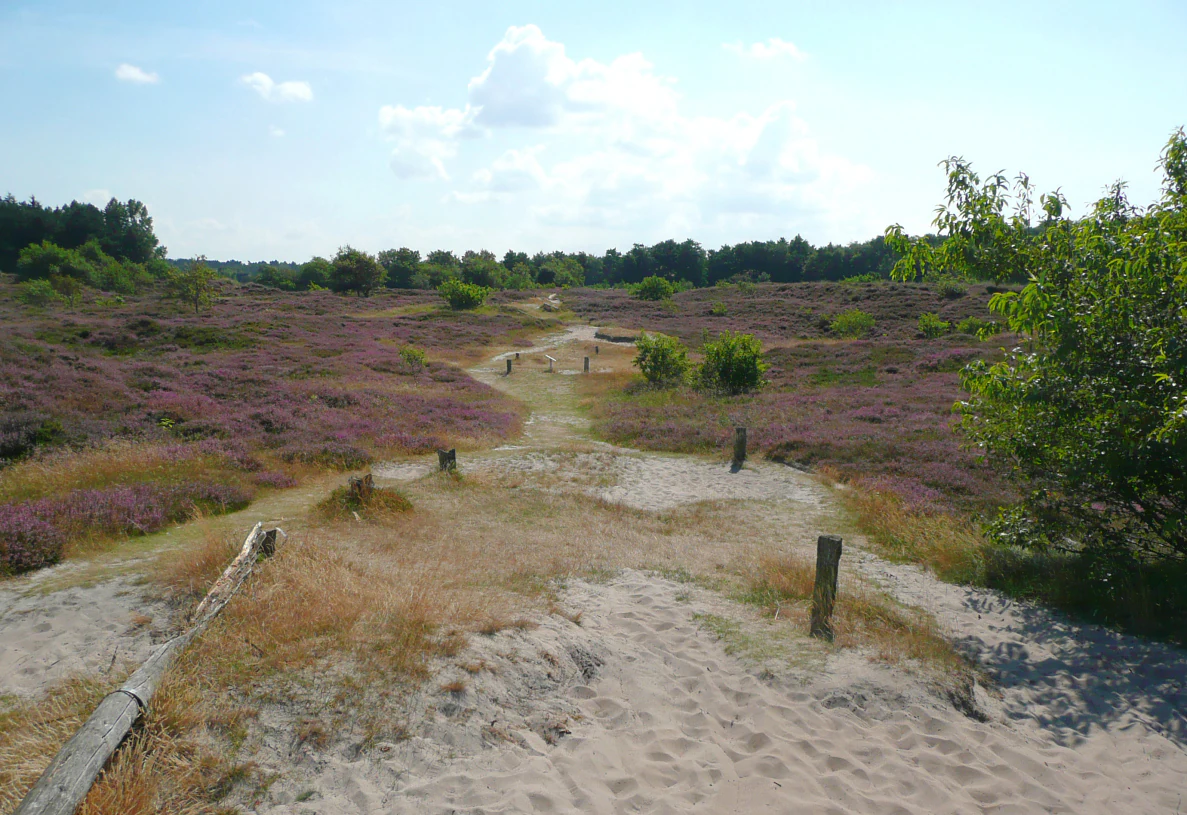 A sandy trail winds through a coastal heathland field filled with purple blooming heather bushes under a bright sky.