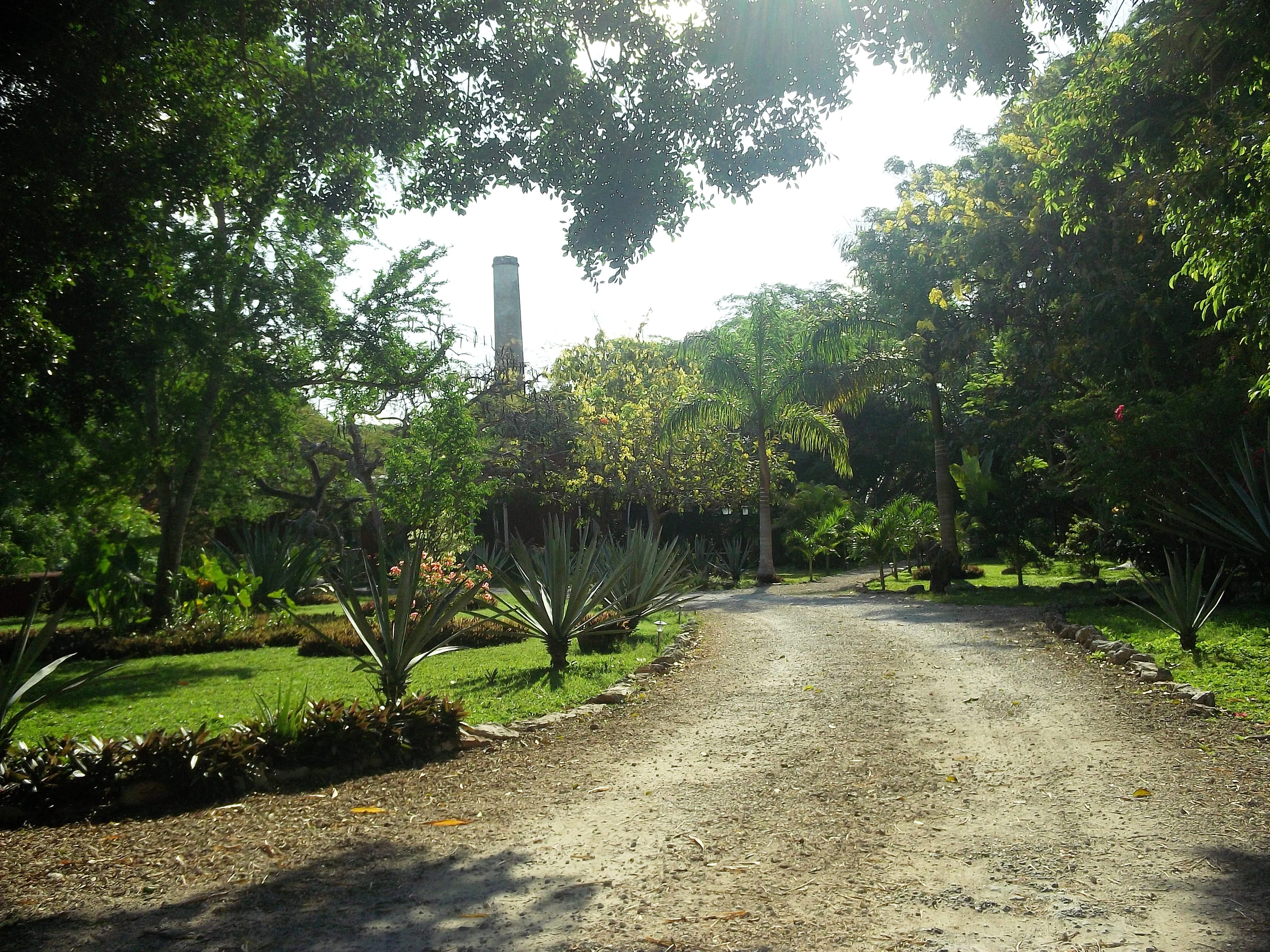 A dirt path flanked by trees and agave plants leads toward an old industrial chimney in the background under bright sunlight.