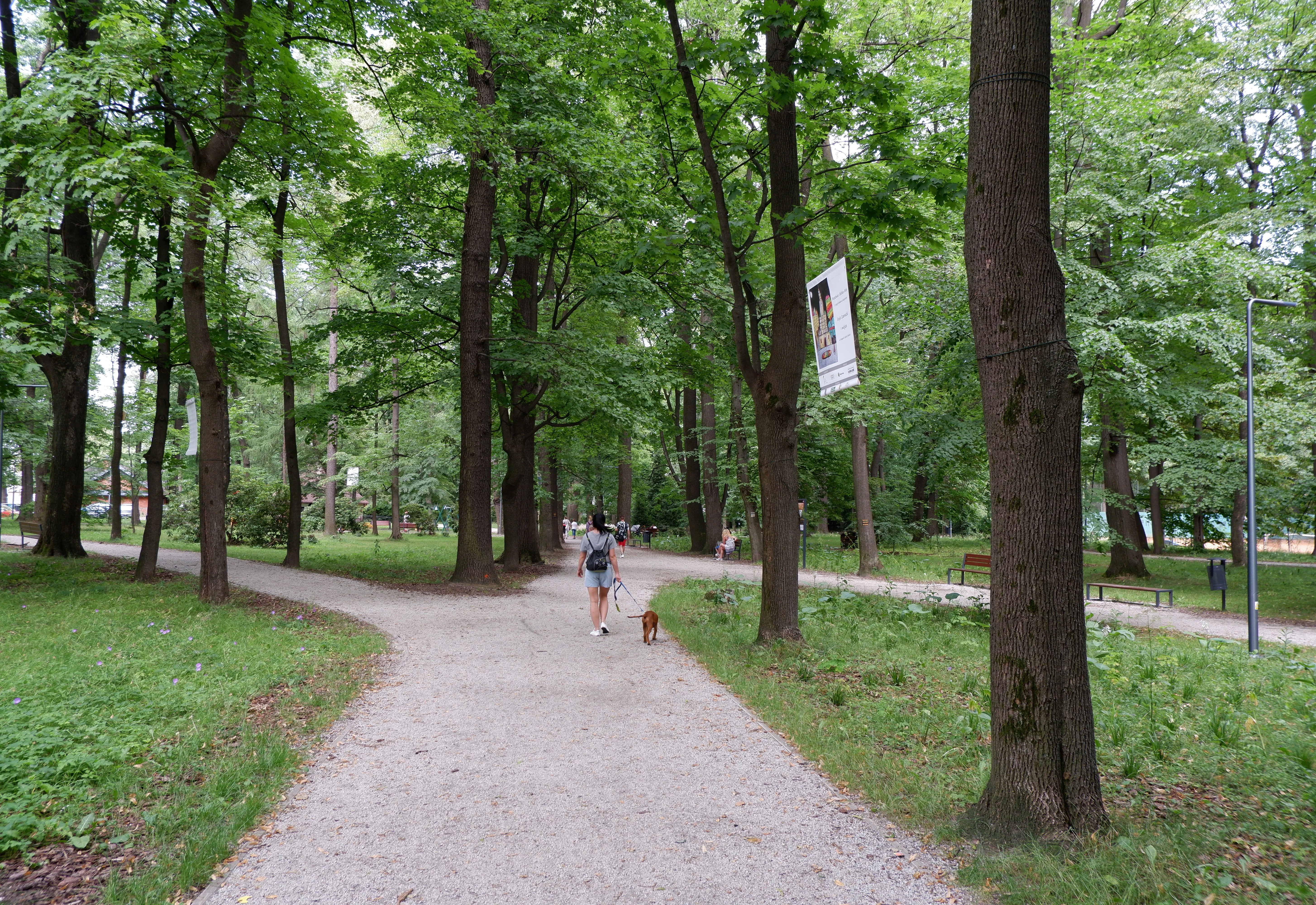 A person walking a small dog on a gravel path through a lush green forest park with mature deciduous trees.