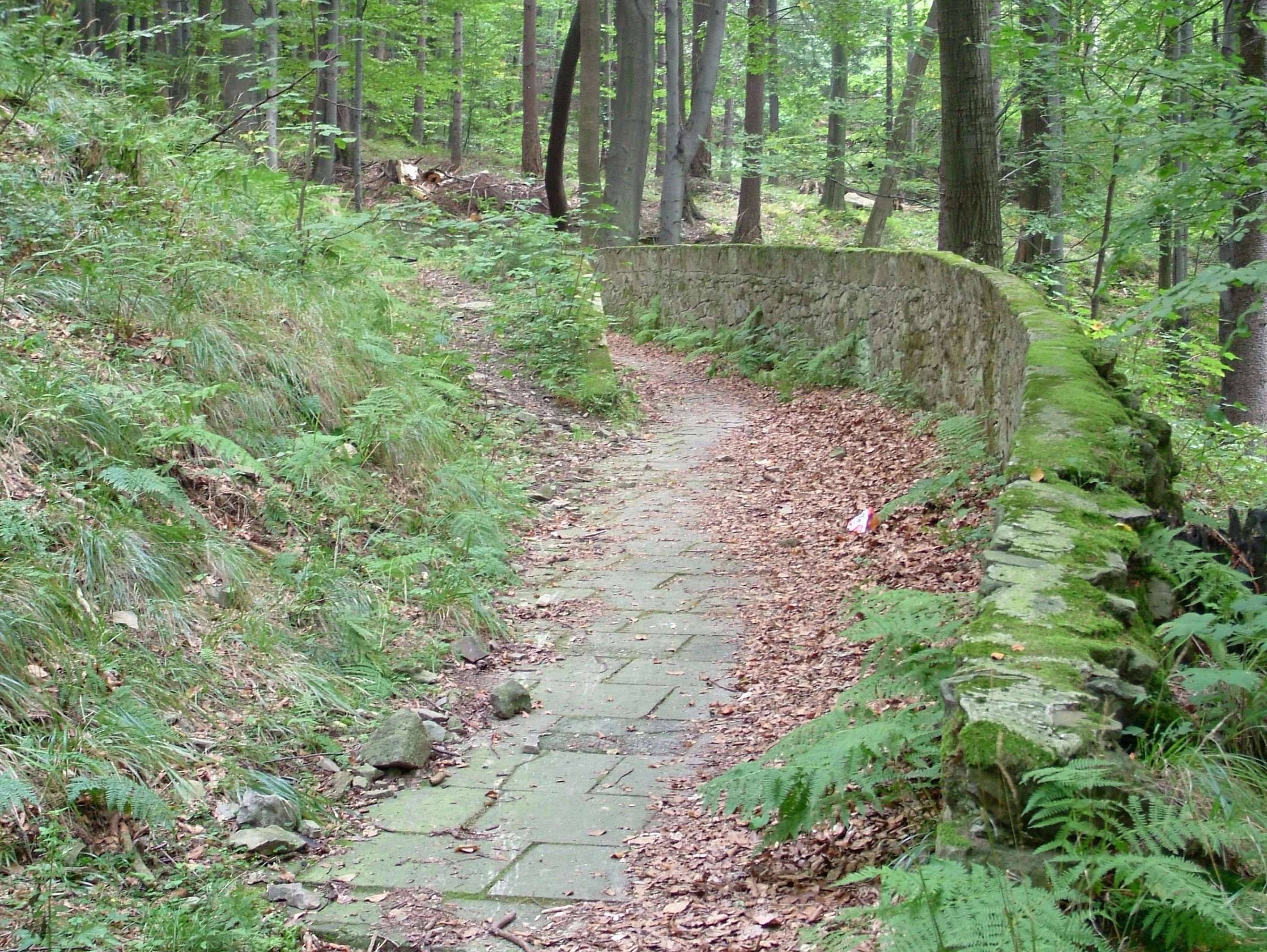 An old, narrow concrete toboggan or bobsleigh track with a stone wall along one side, winding through a dense green forest, covered in scattered brown leaves.