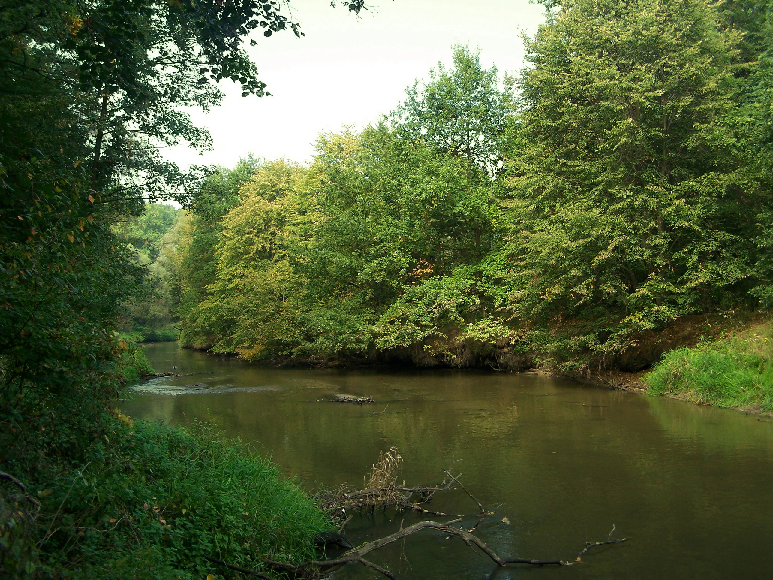 Un río tranquilo y de corriente lenta fluye a través de un bosque denso con árboles caducifolios que se inclinan sobre el agua y orillas verdes.