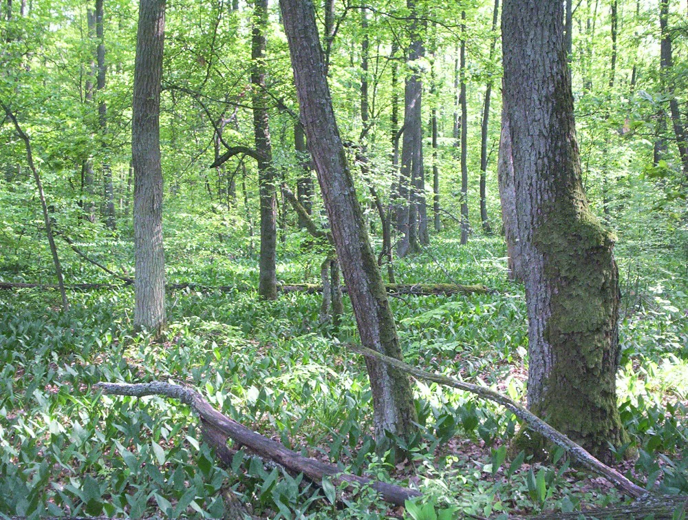A view inside a lush, green deciduous forest with tall tree trunks and a forest floor densely covered in low-lying green plants.
