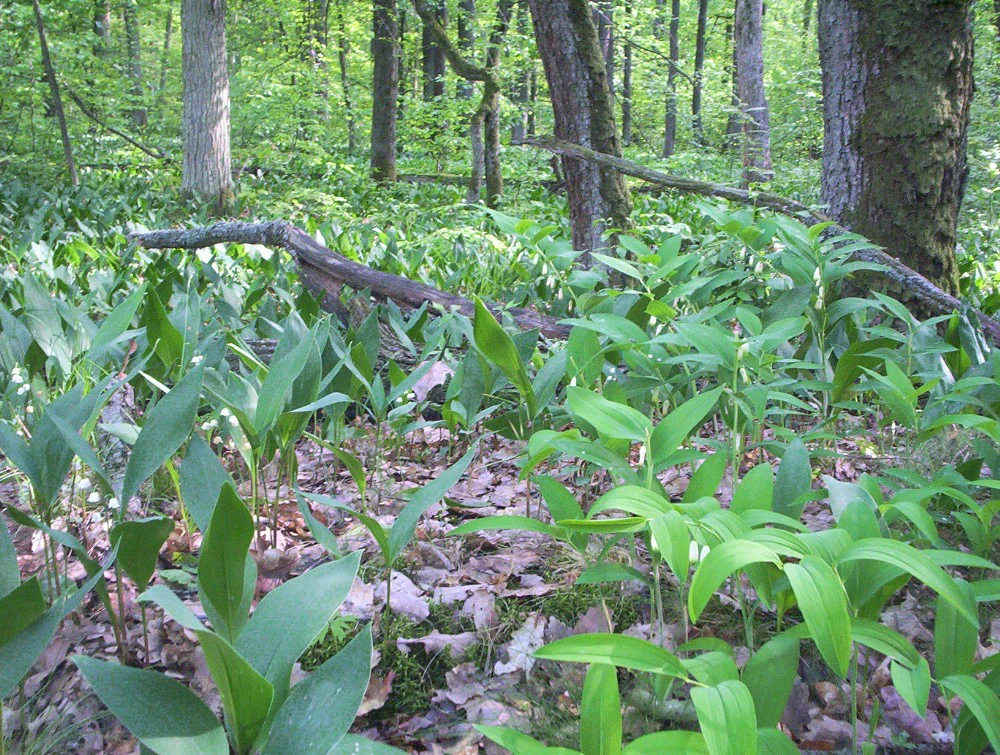 A close up view of a forest floor densely covered in green, leafy plants with small white bell shaped flowers, under a canopy of deciduous trees.