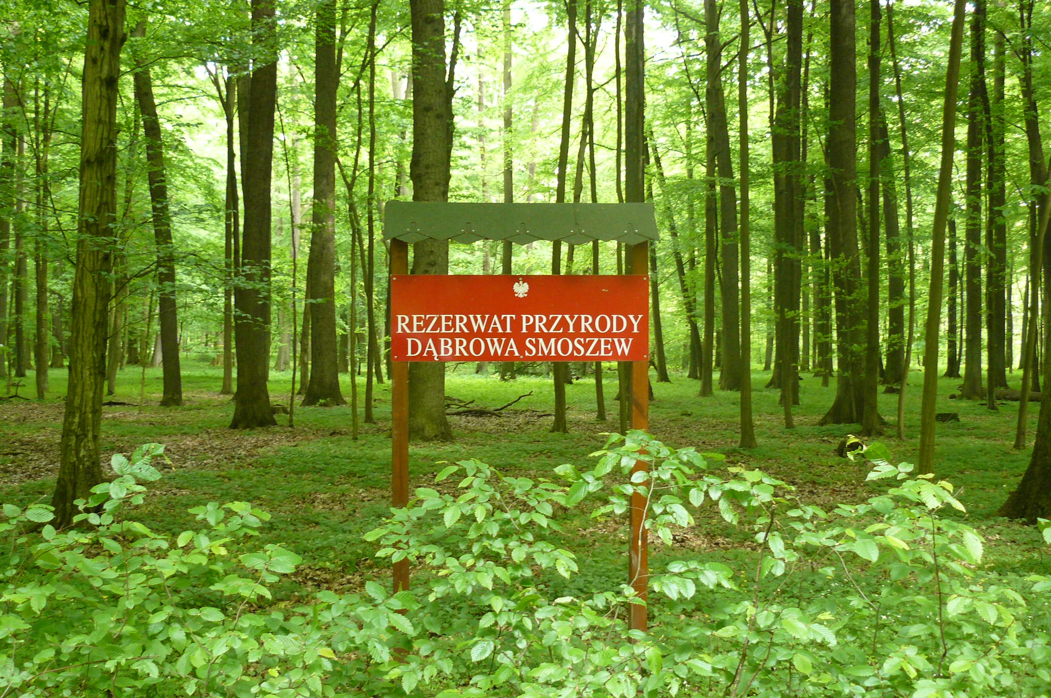 A red information sign with white text reading REZERWAT PRZYRODY DĄBROWA SMOSZEW, mounted on wooden posts in a lush green deciduous forest.