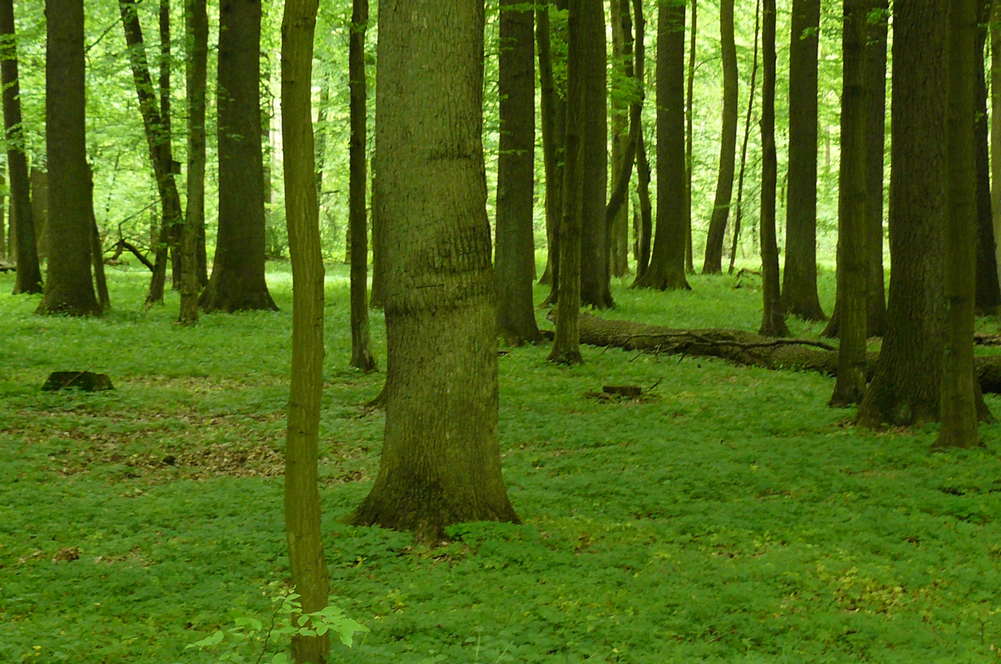 A dense, mature forest with tall straight tree trunks and a vibrant green mossy ground cover in spring.