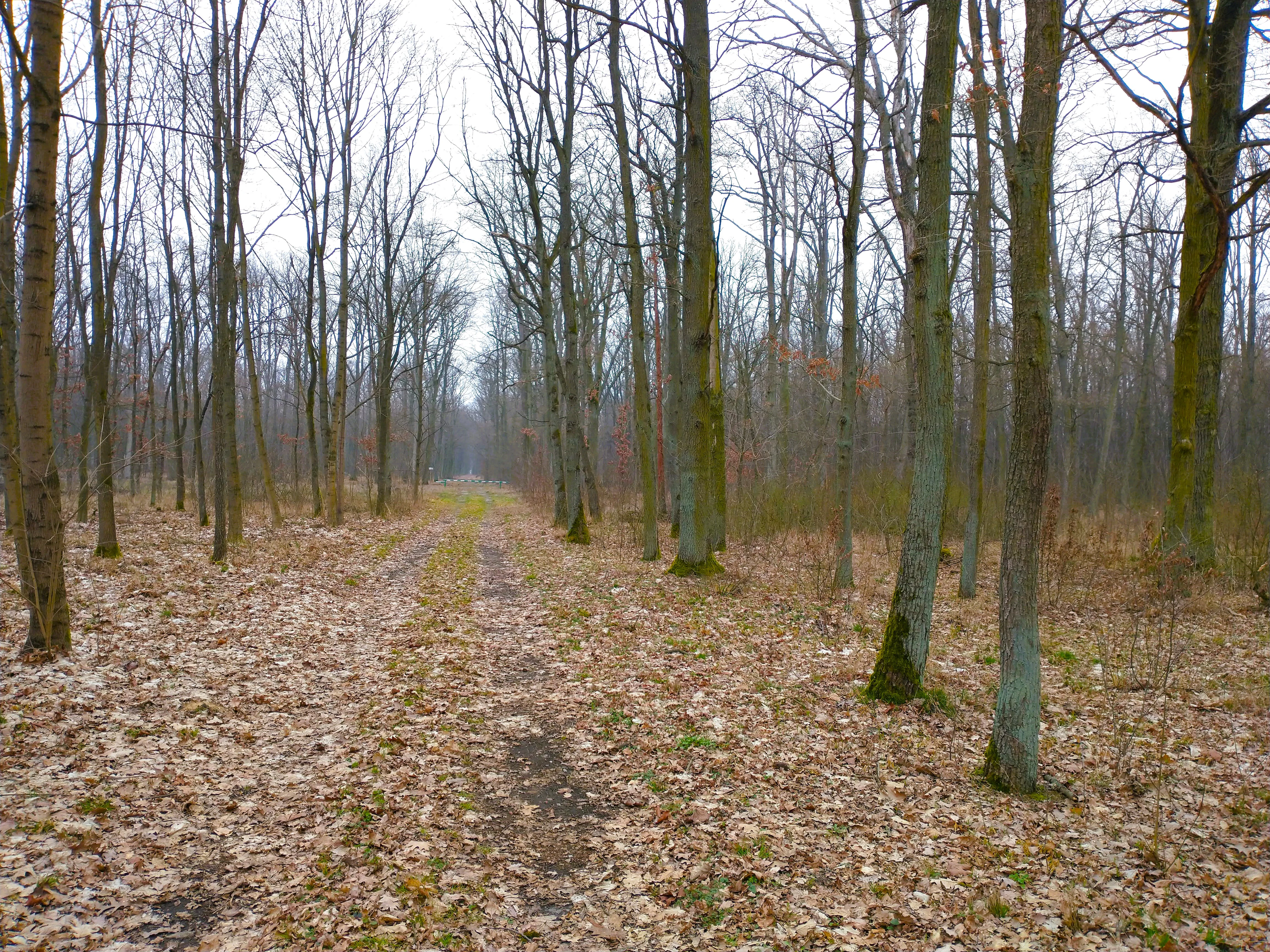 A dirt path leads through a deciduous forest with bare trees and leaf covered ground in early spring.
