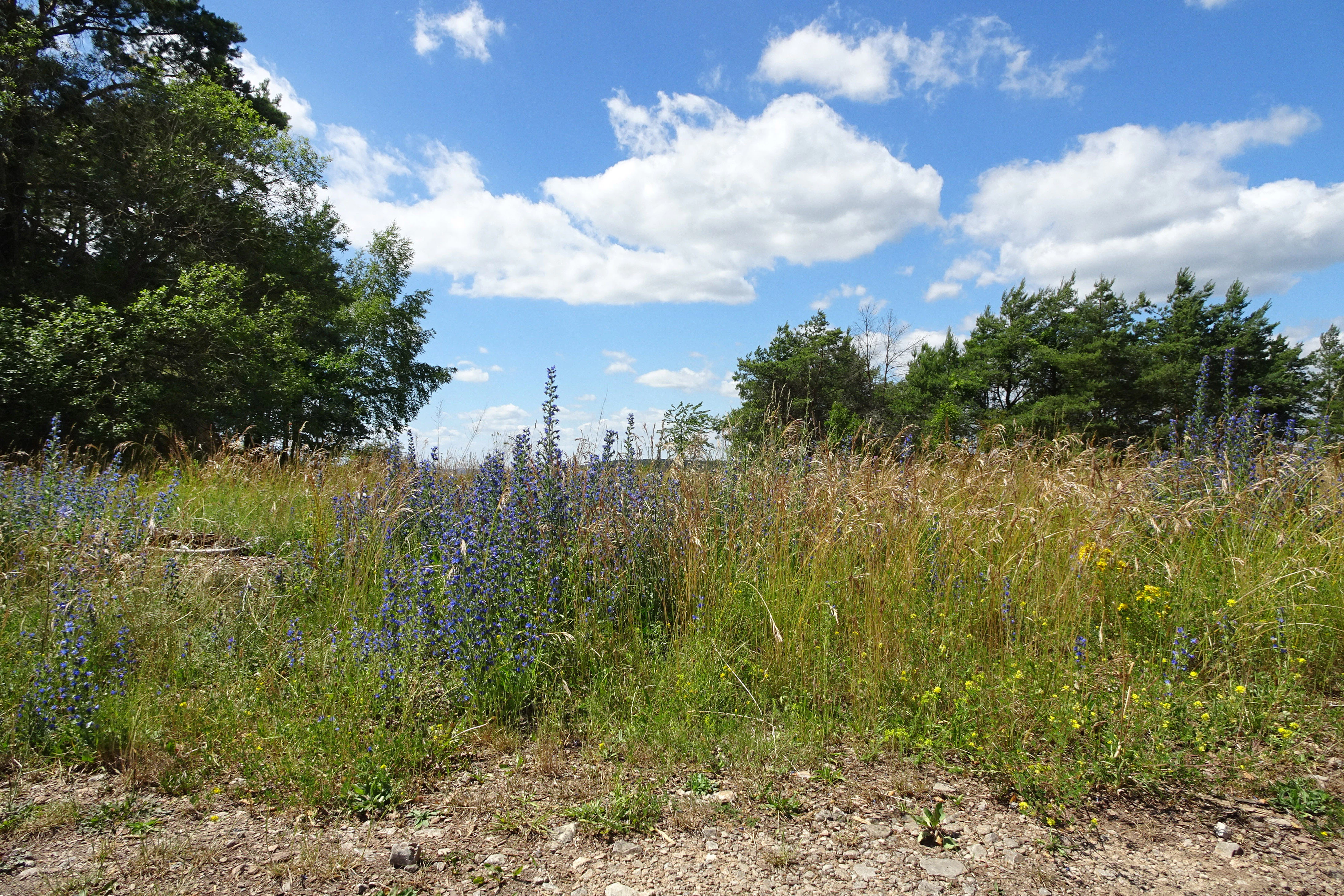 A meadow of tall grasses and purple wildflowers under a blue sky with white clouds, bordered by trees on either side.