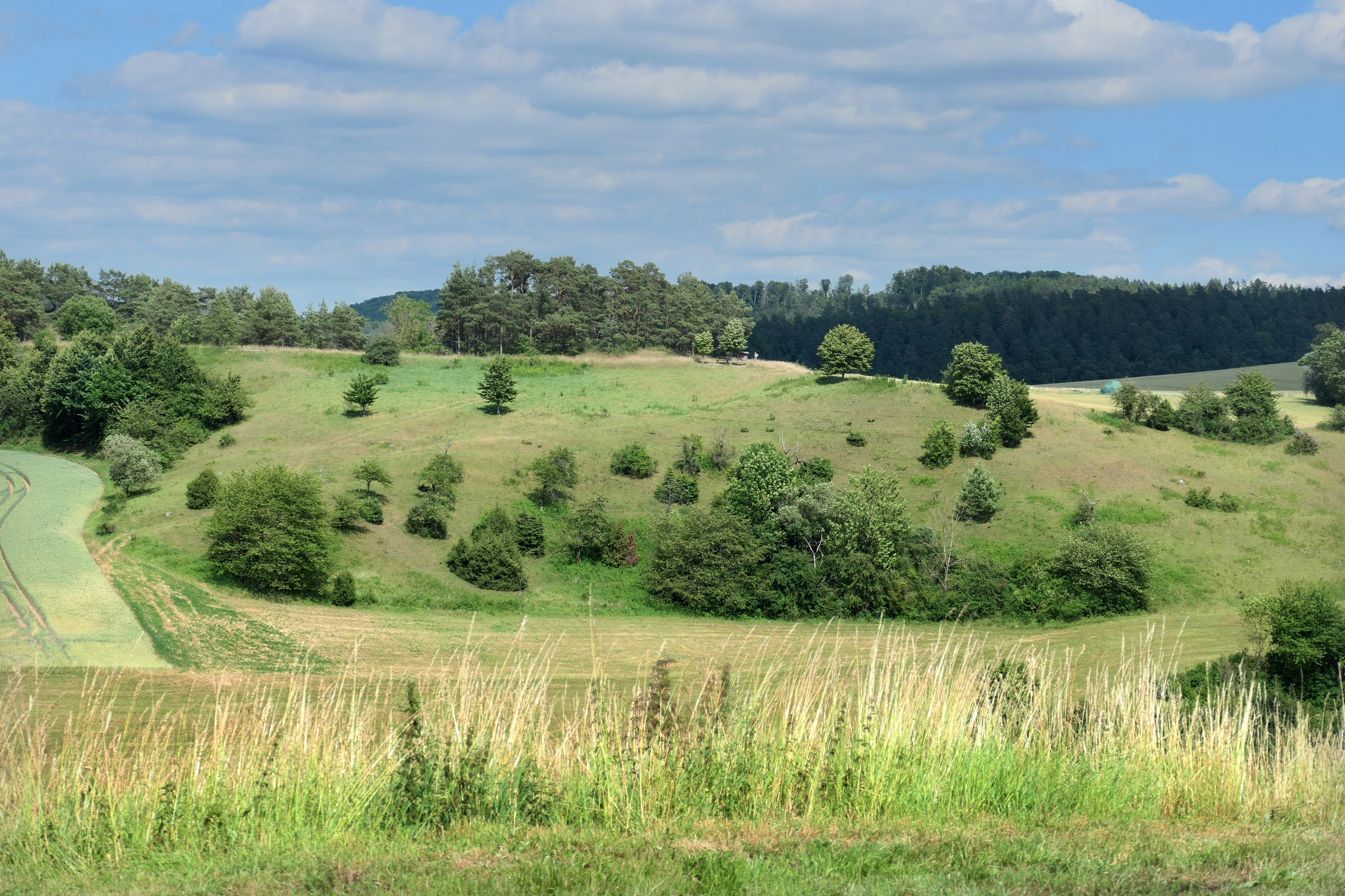 A wide landscape view of rolling green hills in summer, featuring scattered trees, shrubs, and a meadow in the foreground under a blue sky with light clouds.