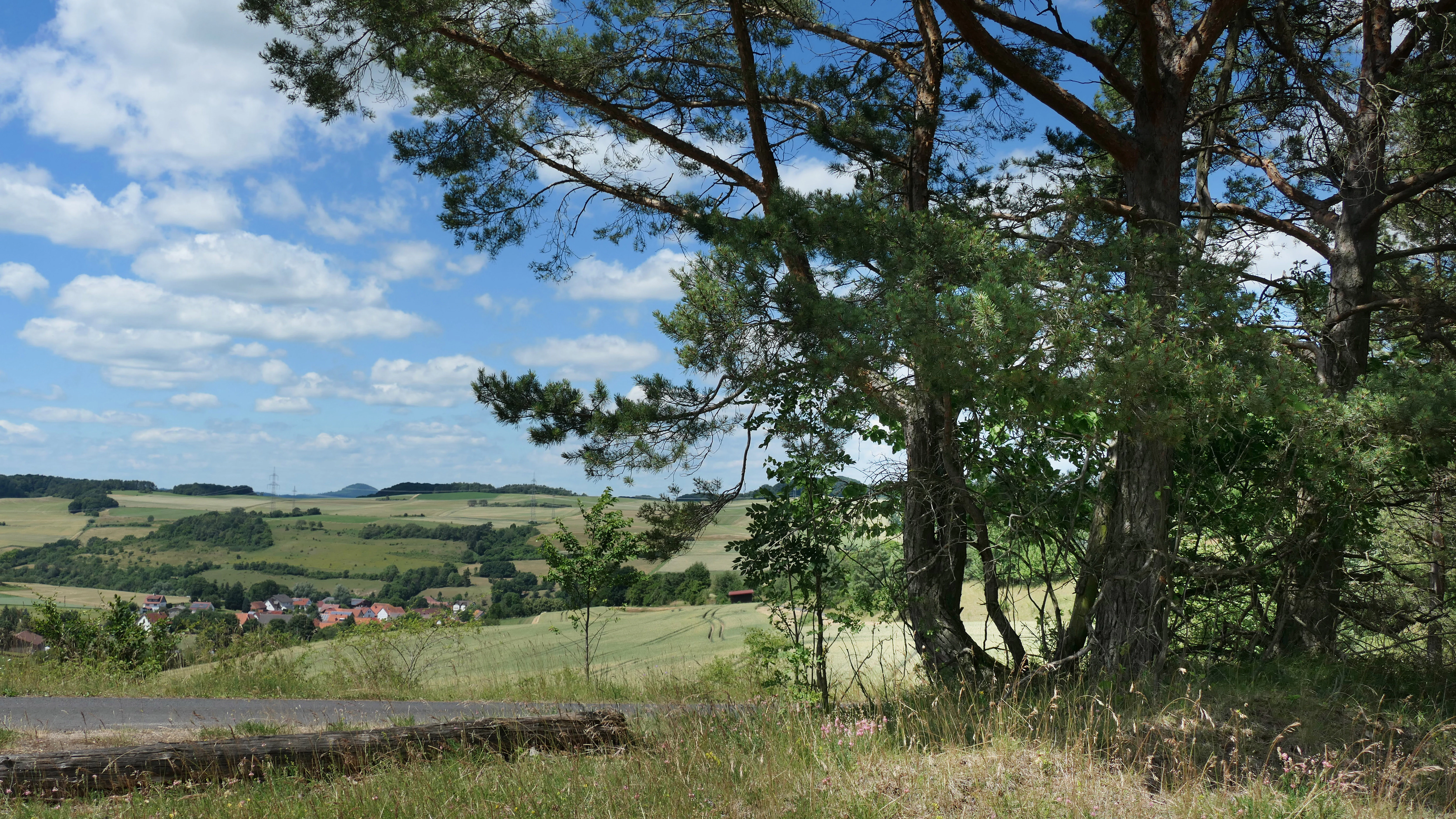 A wide view overlooking a rural valley with rolling green fields and distant hills, framed by pine trees in the foreground under a blue sky with white clouds.