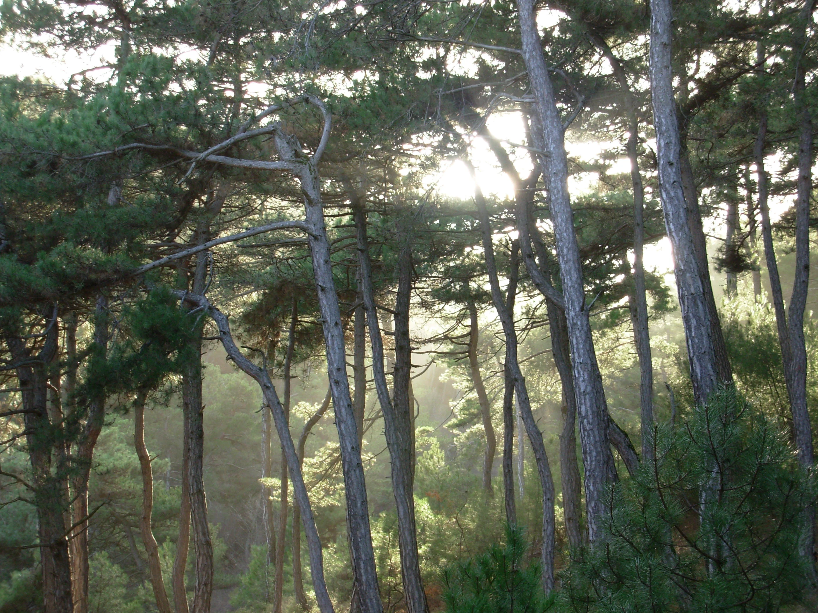 Tall pine trees with sunlight filtering through the canopy in a forest