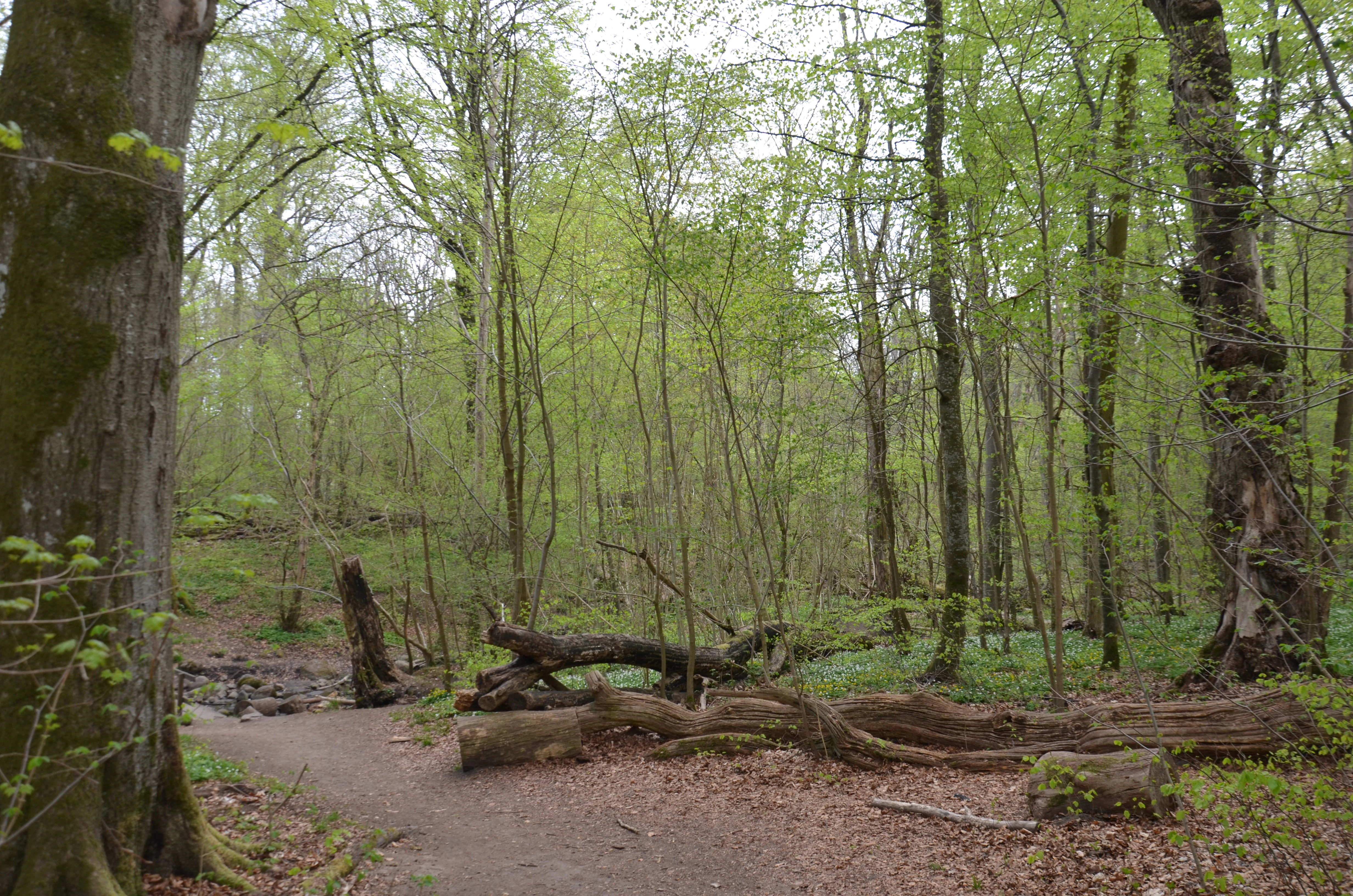 Forest path with green trees, fallen logs, and new leaves on the ground