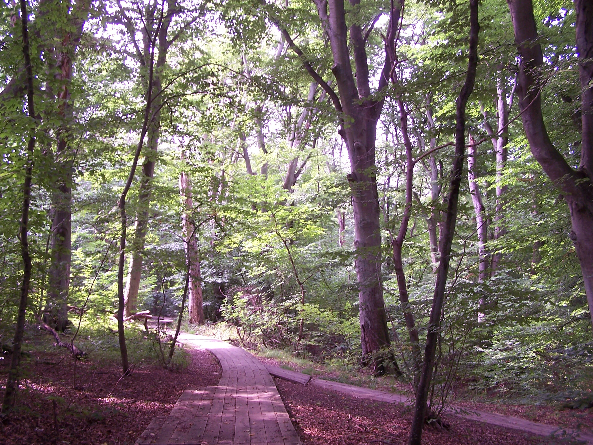 Wooden boardwalk path surrounded by tall trees with dense green foliage and dappled sunlight