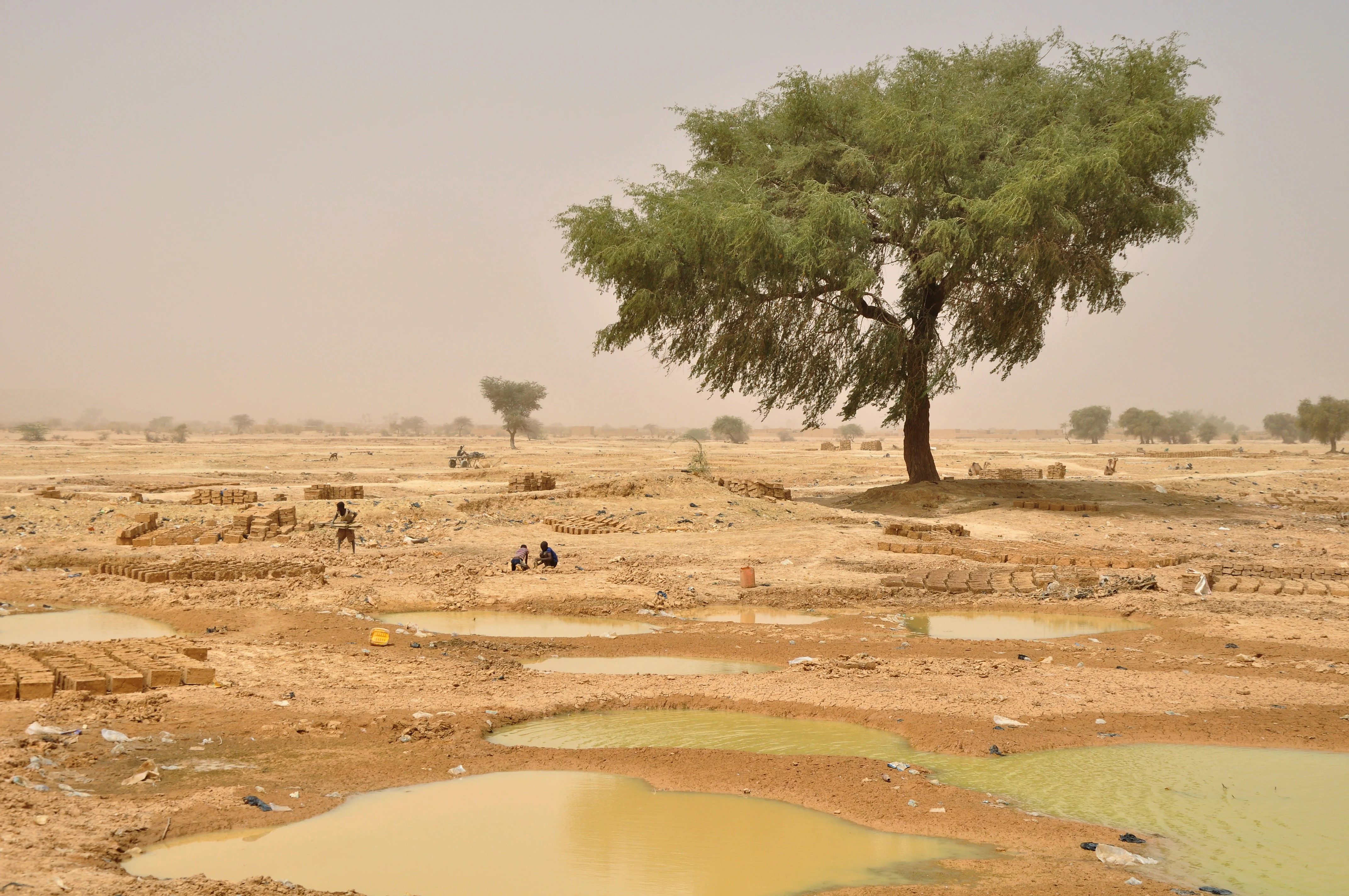 A wide, arid landscape with small, muddy, water-filled pools in the foreground and a lone, large green tree standing in the midground. People are working on the dry ground, appearing to shape bricks from the mud.