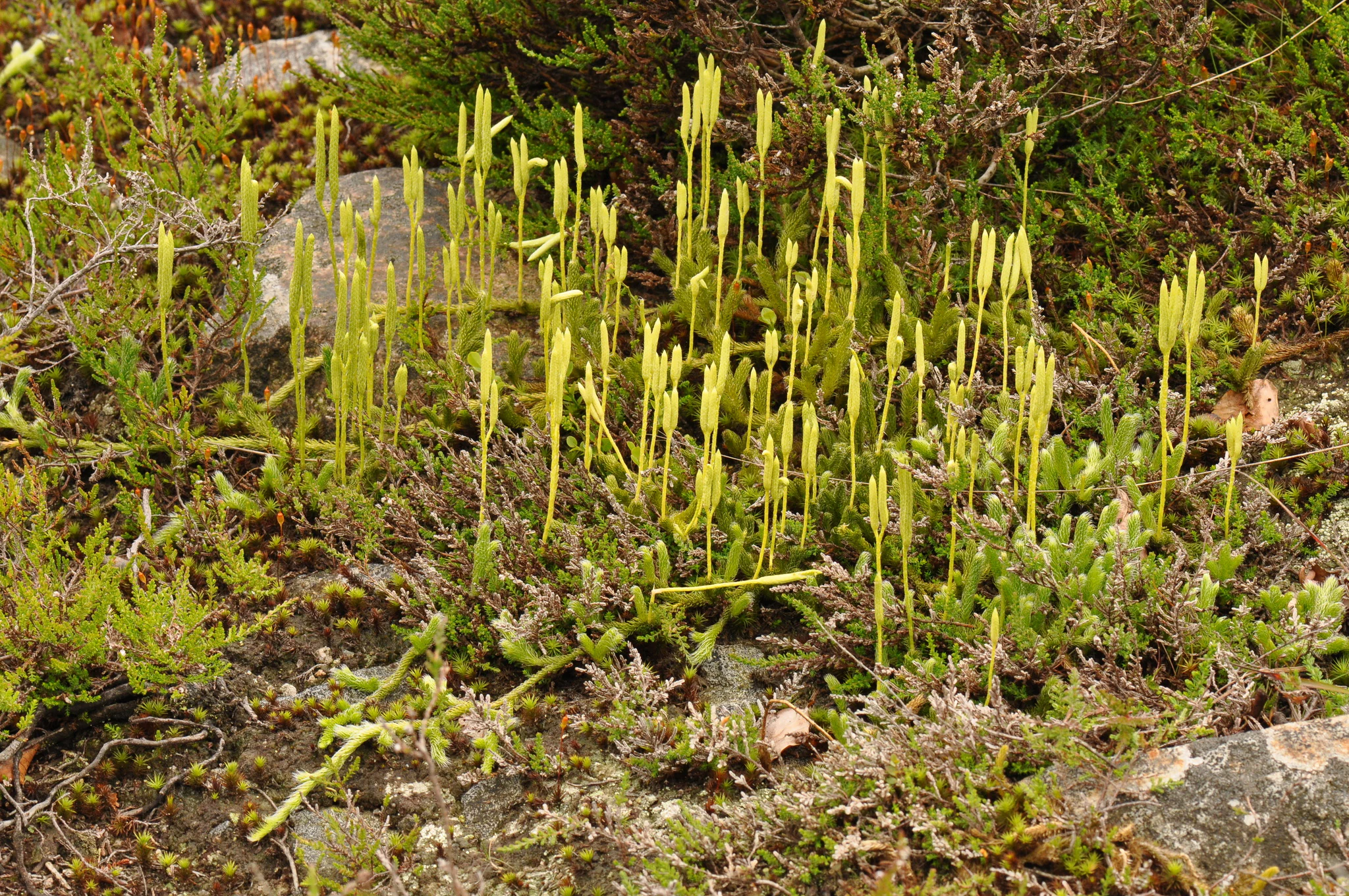 A close-up photograph of a cluster of bright green, stalk-like stag's-horn clubmoss plants emerging from low-lying moss and heath vegetation.