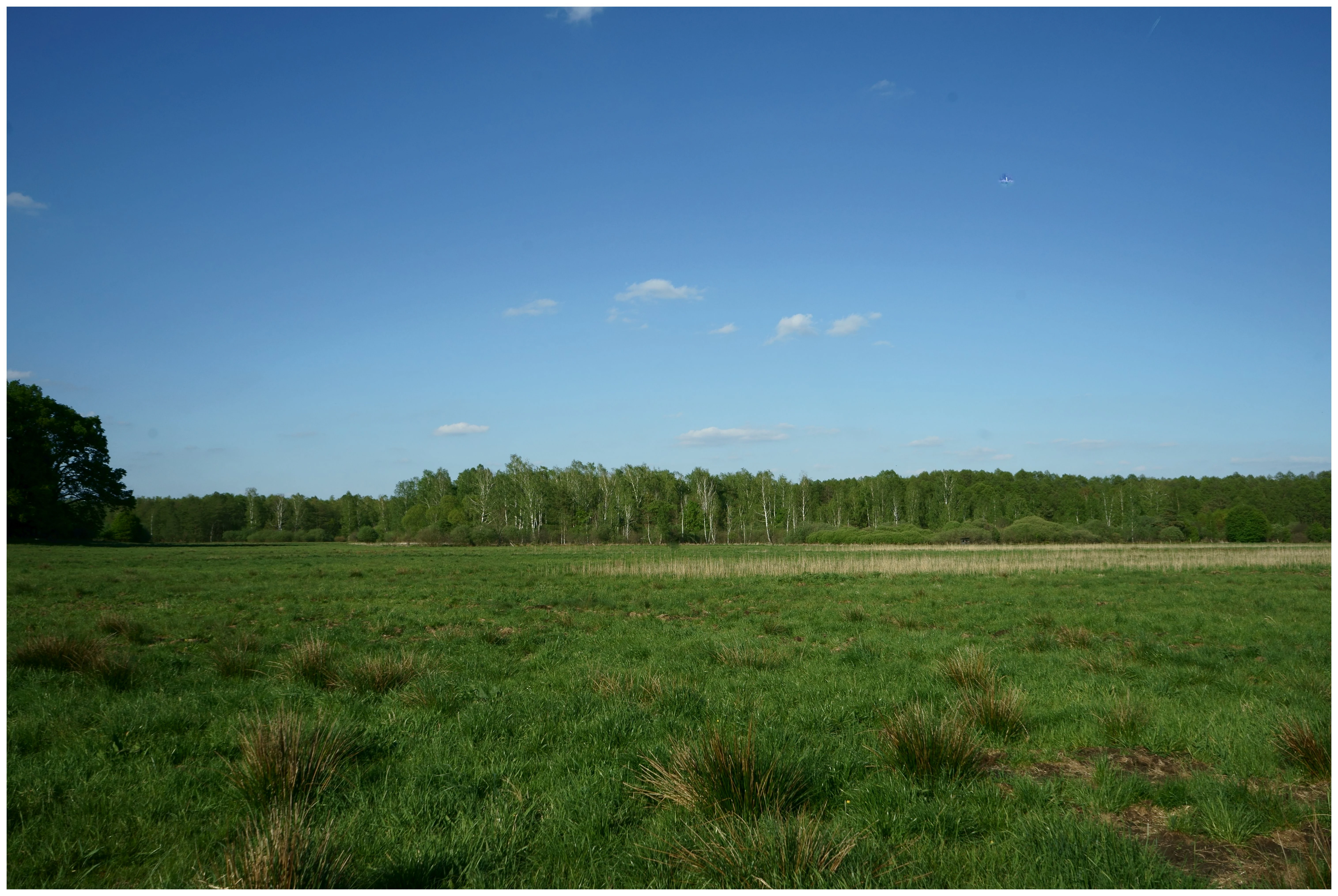 A wide-angle, eye-level shot of a flat, green meadow or marshy field under a clear blue sky, with a dense forest line in the background.