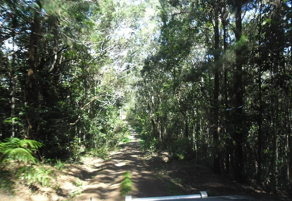 Un camino de tierra rodeado de árboles altos y densa vegetación verde con la luz del sol filtrándose a través del dosel.