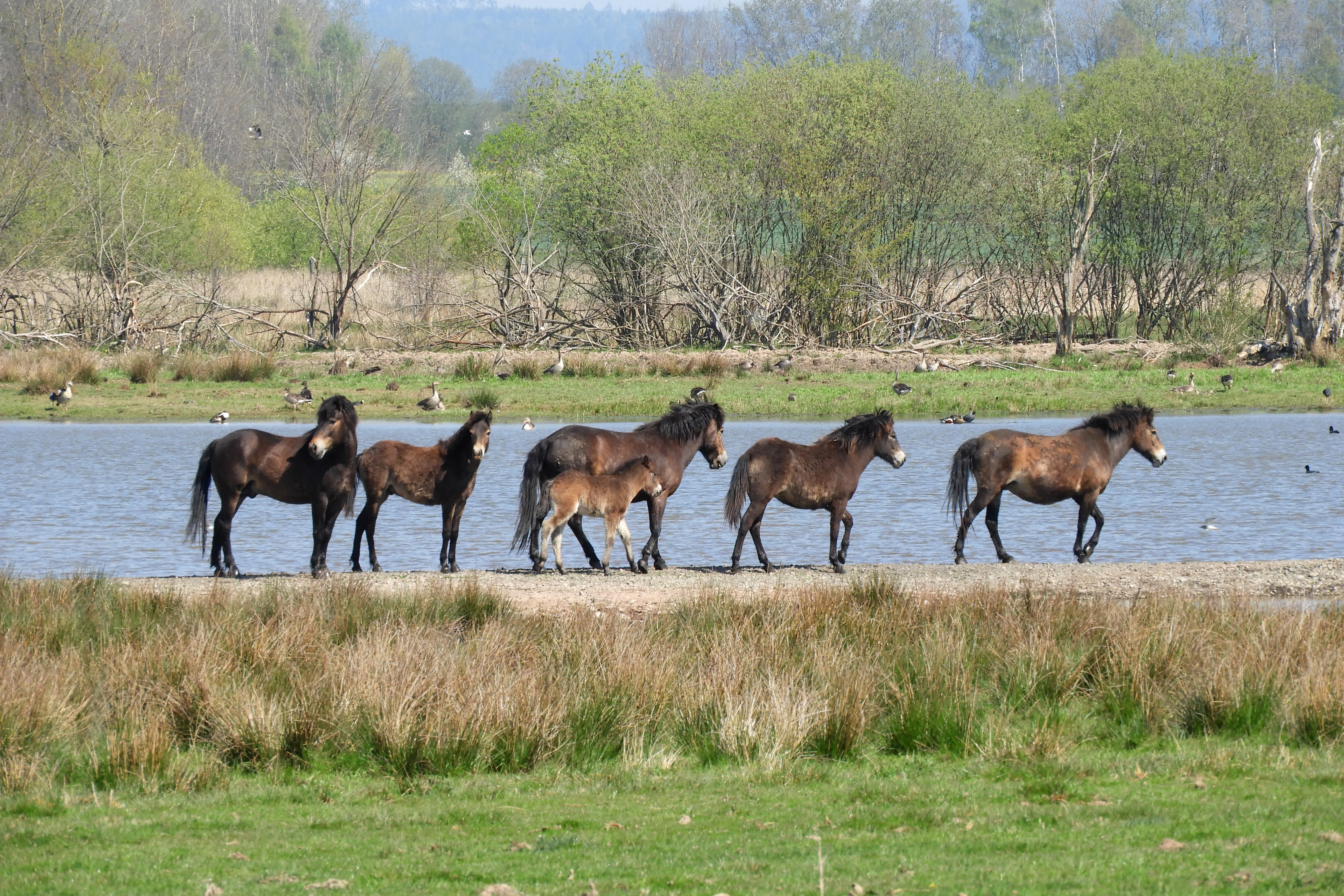 A small group of dark brown horses, including a foal, standing along the grassy bank of a shallow pond with trees and shrubs in the background.