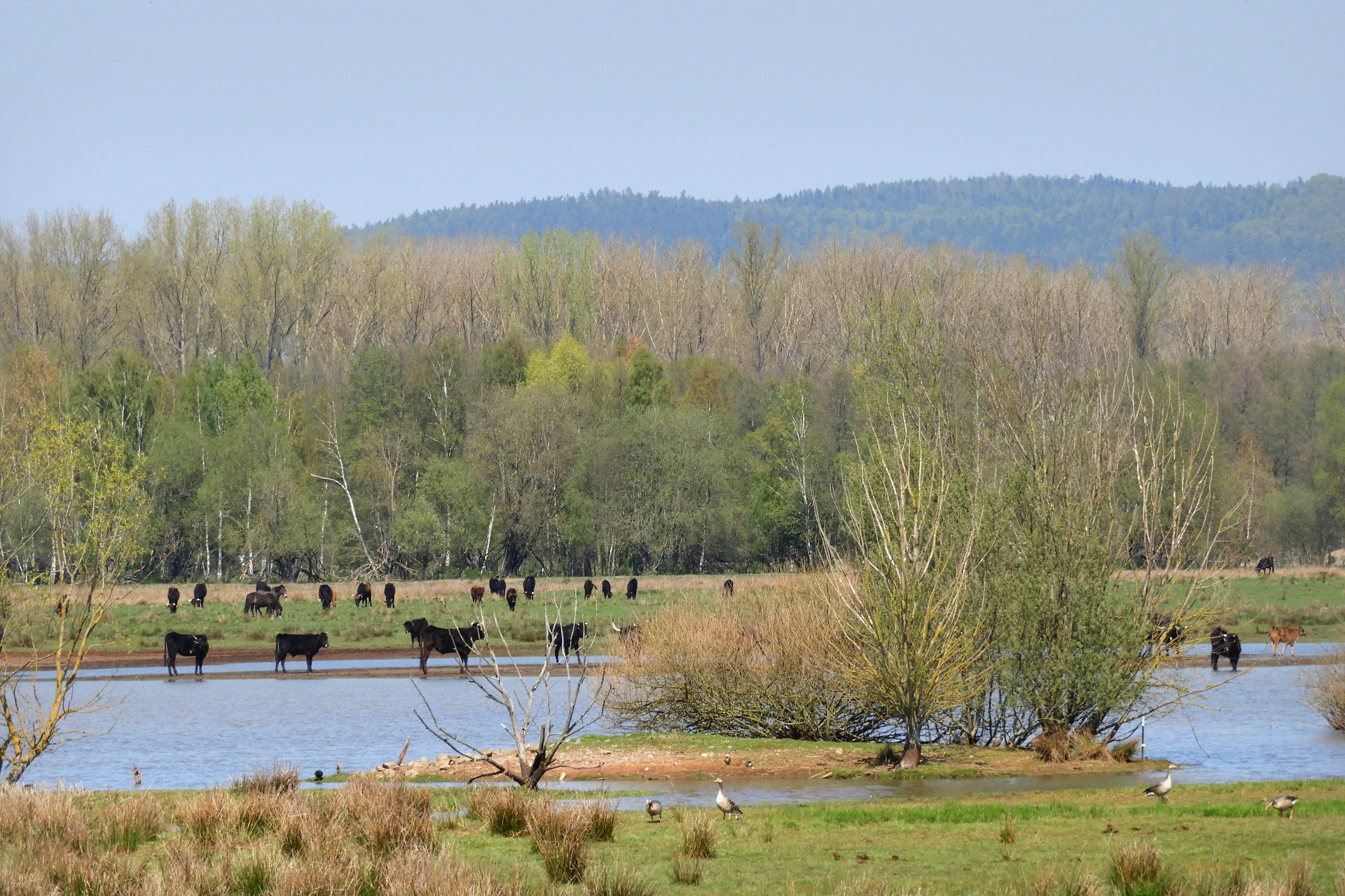 A wide view of a wetland with a small island, featuring cattle standing in the shallow water and trees in the background under a blue sky.