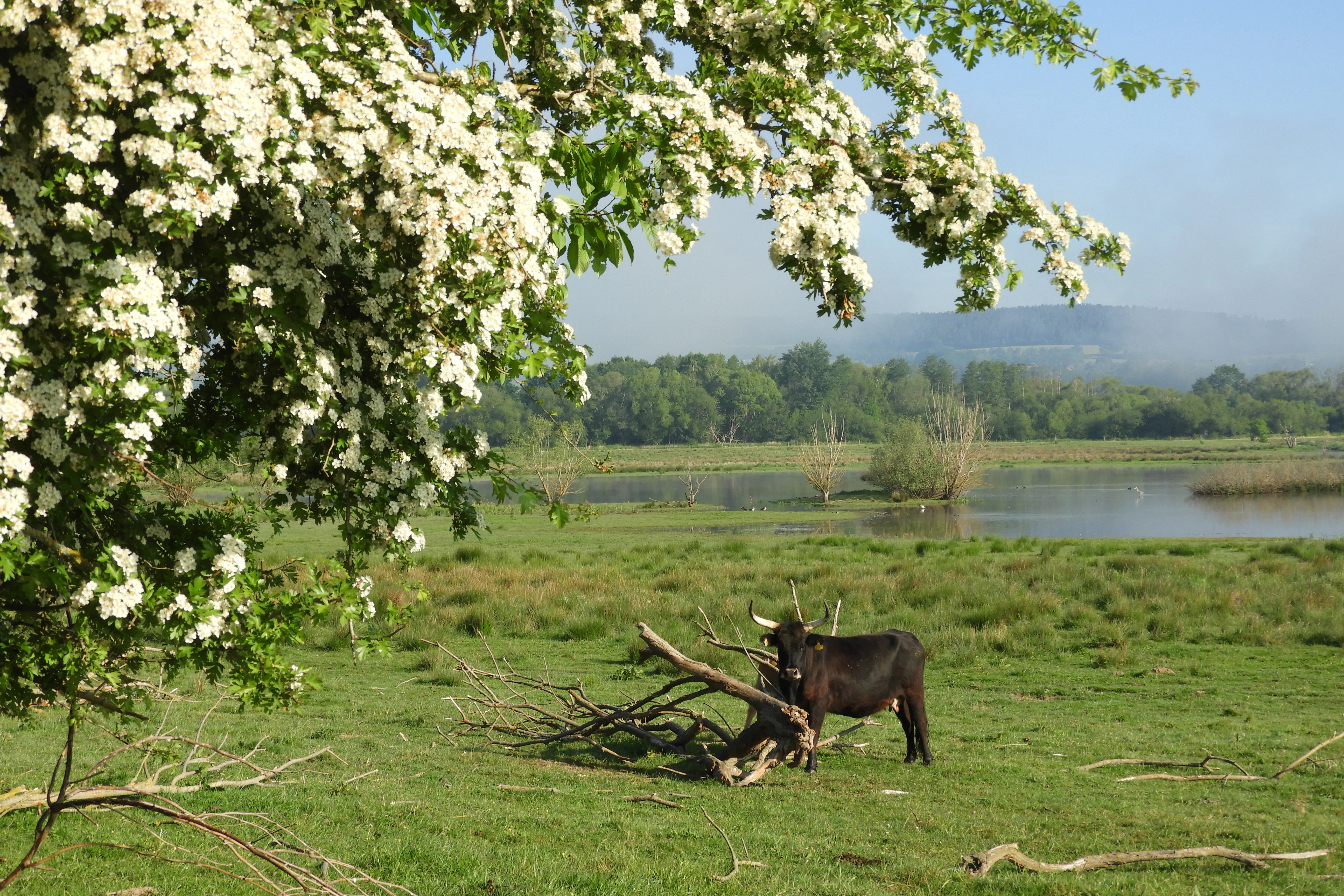 A sunny landscape featuring a dark steer grazing in a grassy field, with a large blooming hawthorn tree in the foreground and a calm wetland area under a clear sky in the distance.