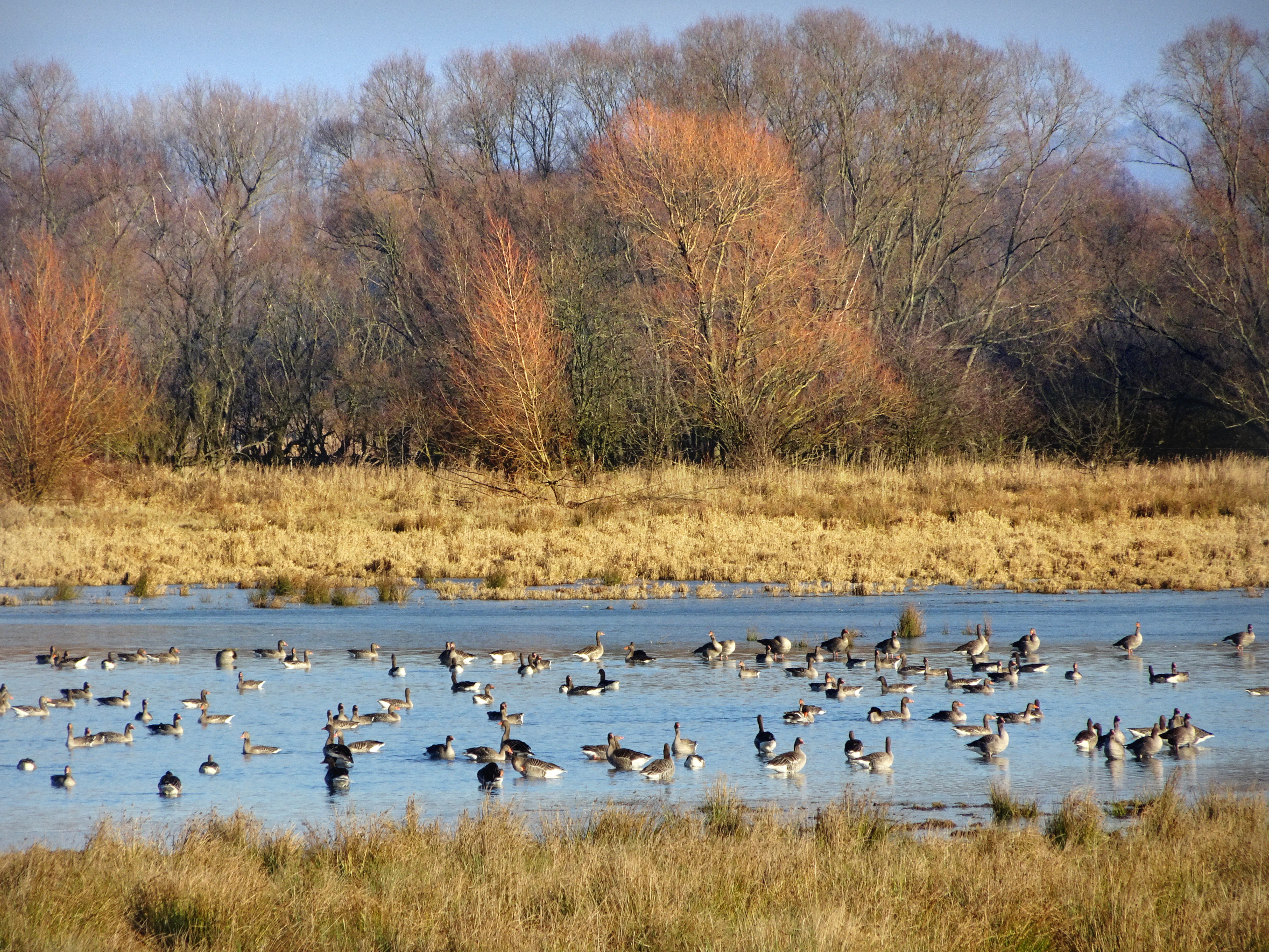 A large group of greylag geese swimming on a calm pond, with dry grassy banks and a line of bare trees in the background.