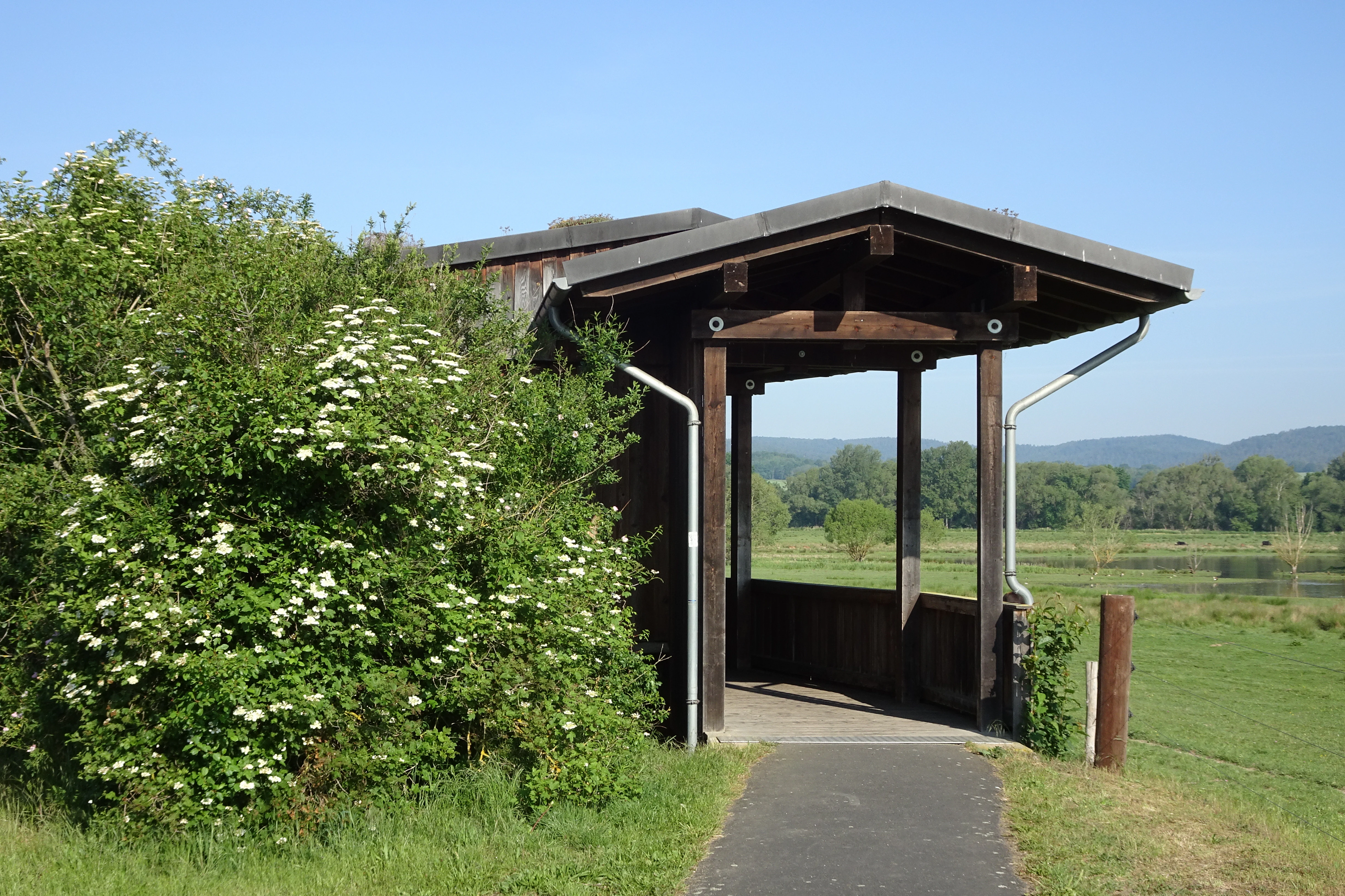 A covered wooden observation deck with a path leading to it, situated next to a large blooming shrub, with a meadow and wetland in the background.