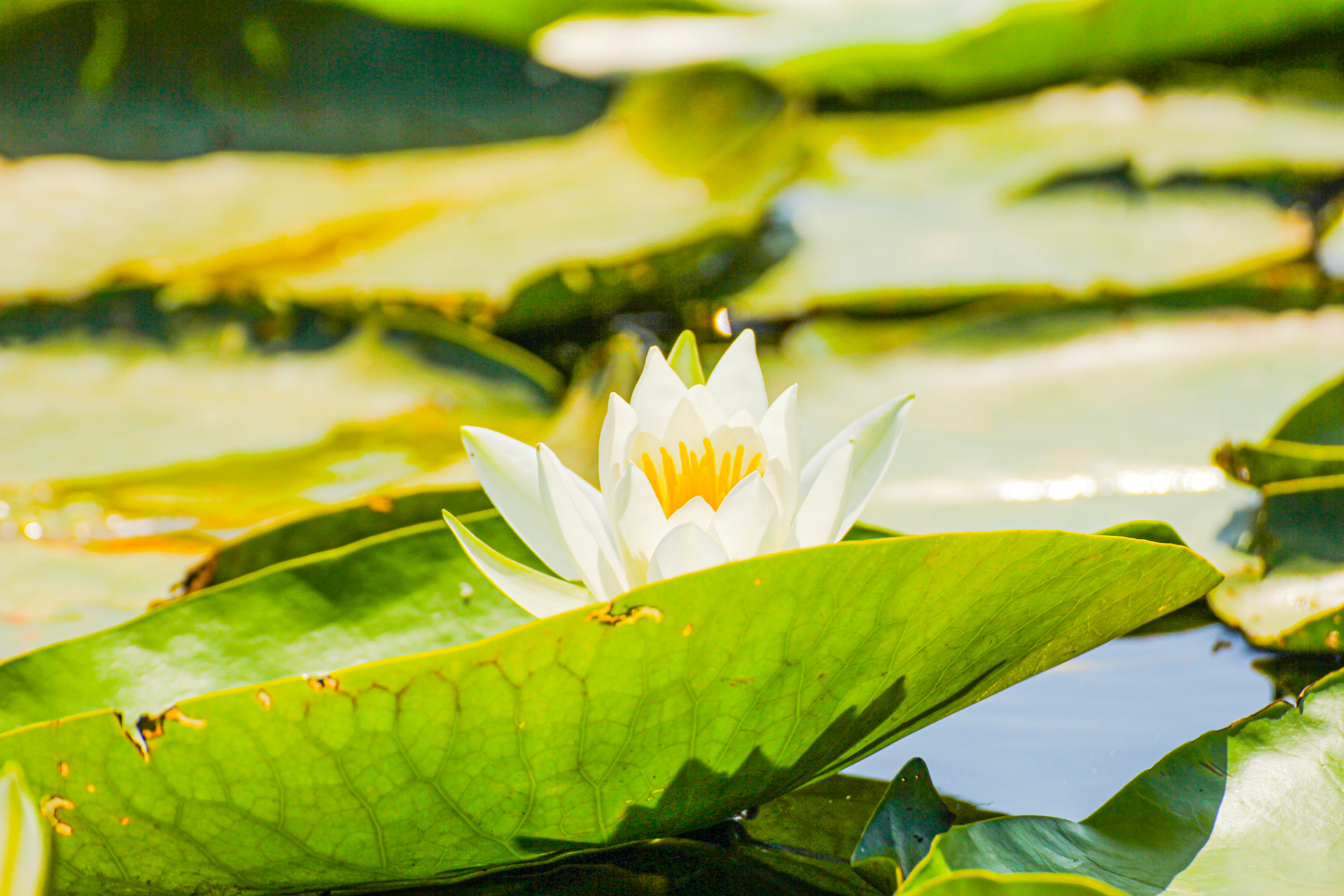 Close-up of white water lily with yellow center on green lily pad surrounded by water and other lily pads.