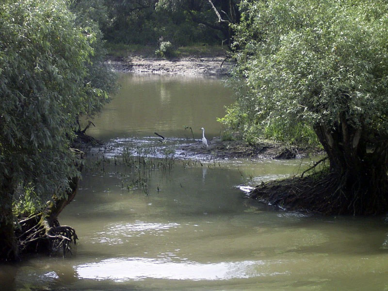 A river channel surrounded by trees with a white bird standing on the bank