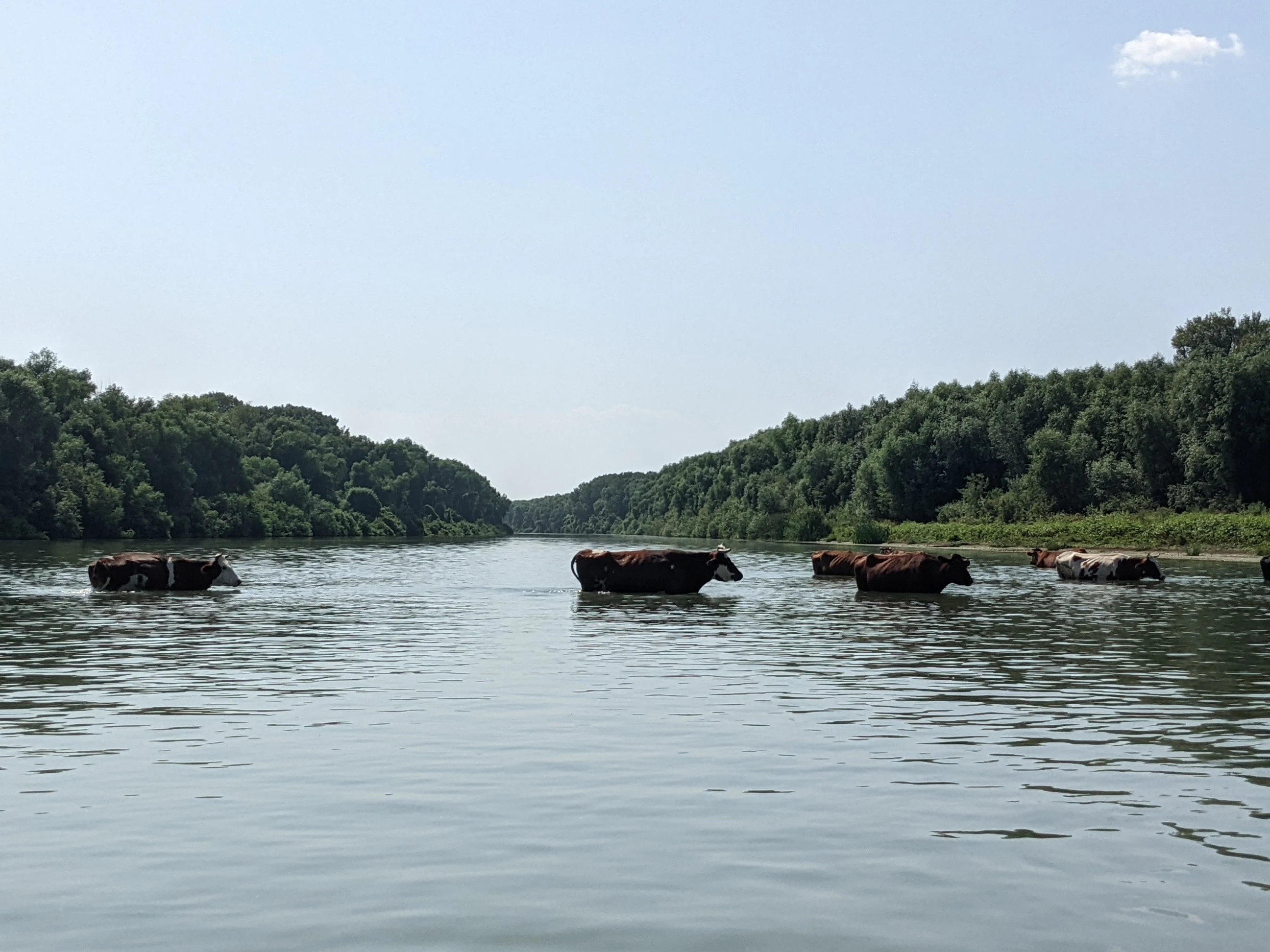 Cows wading through a wide river with dense green forest on both sides under a clear sky