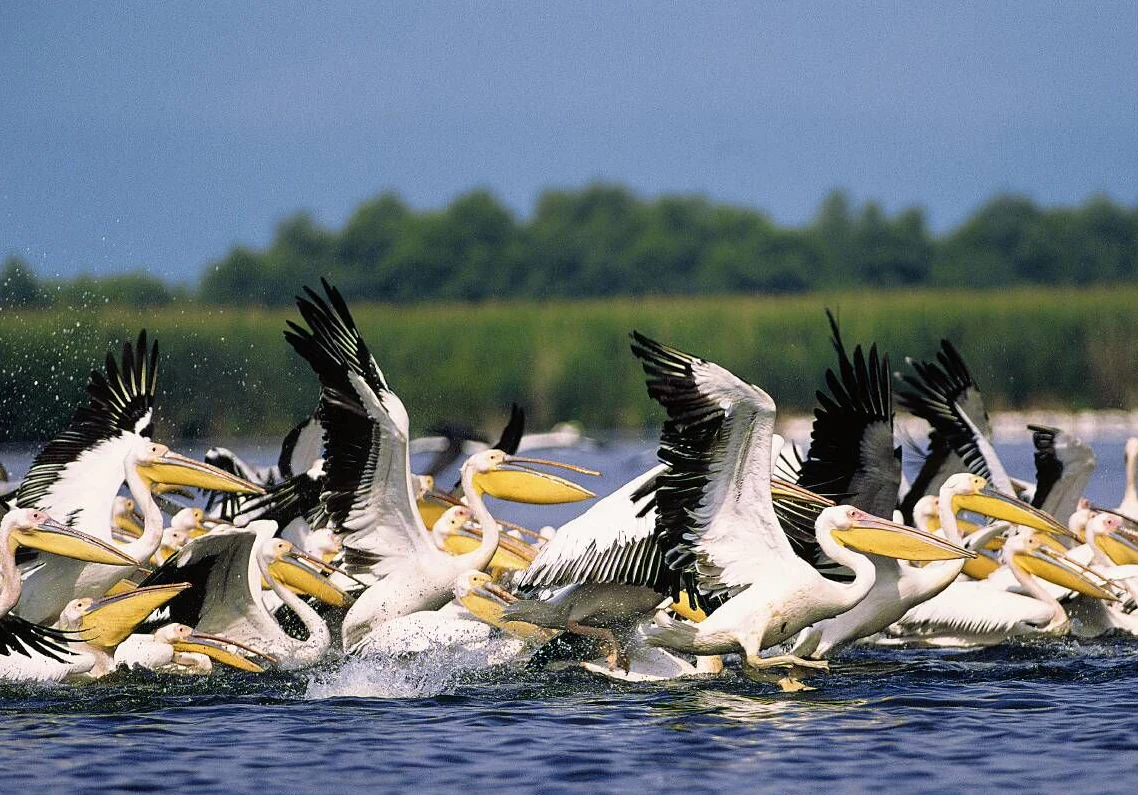 White pelicans with black wingtips and yellow beaks flying above a body of water in the Danube Delta