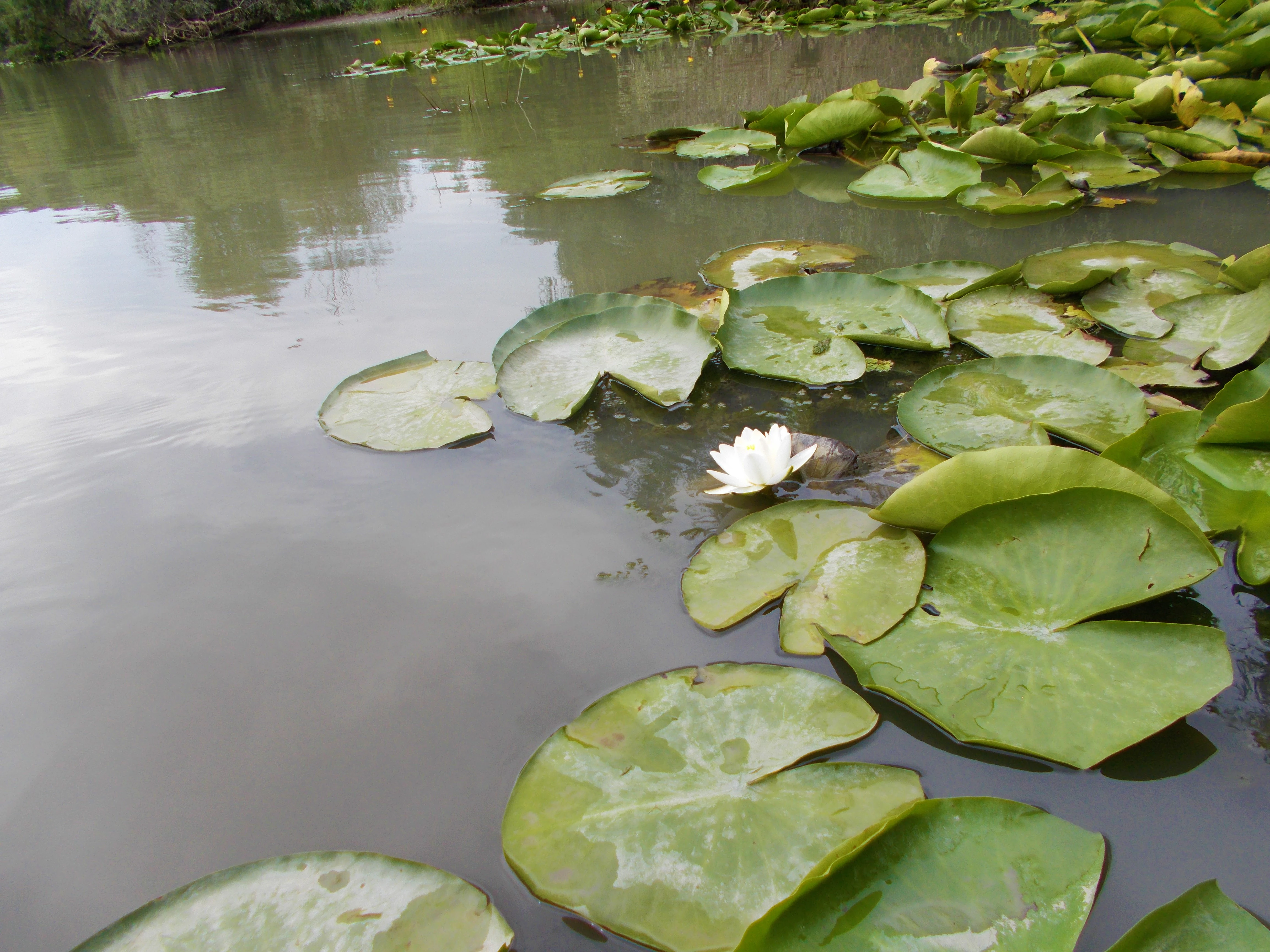 White water lily flower with green lily pads floating on calm water