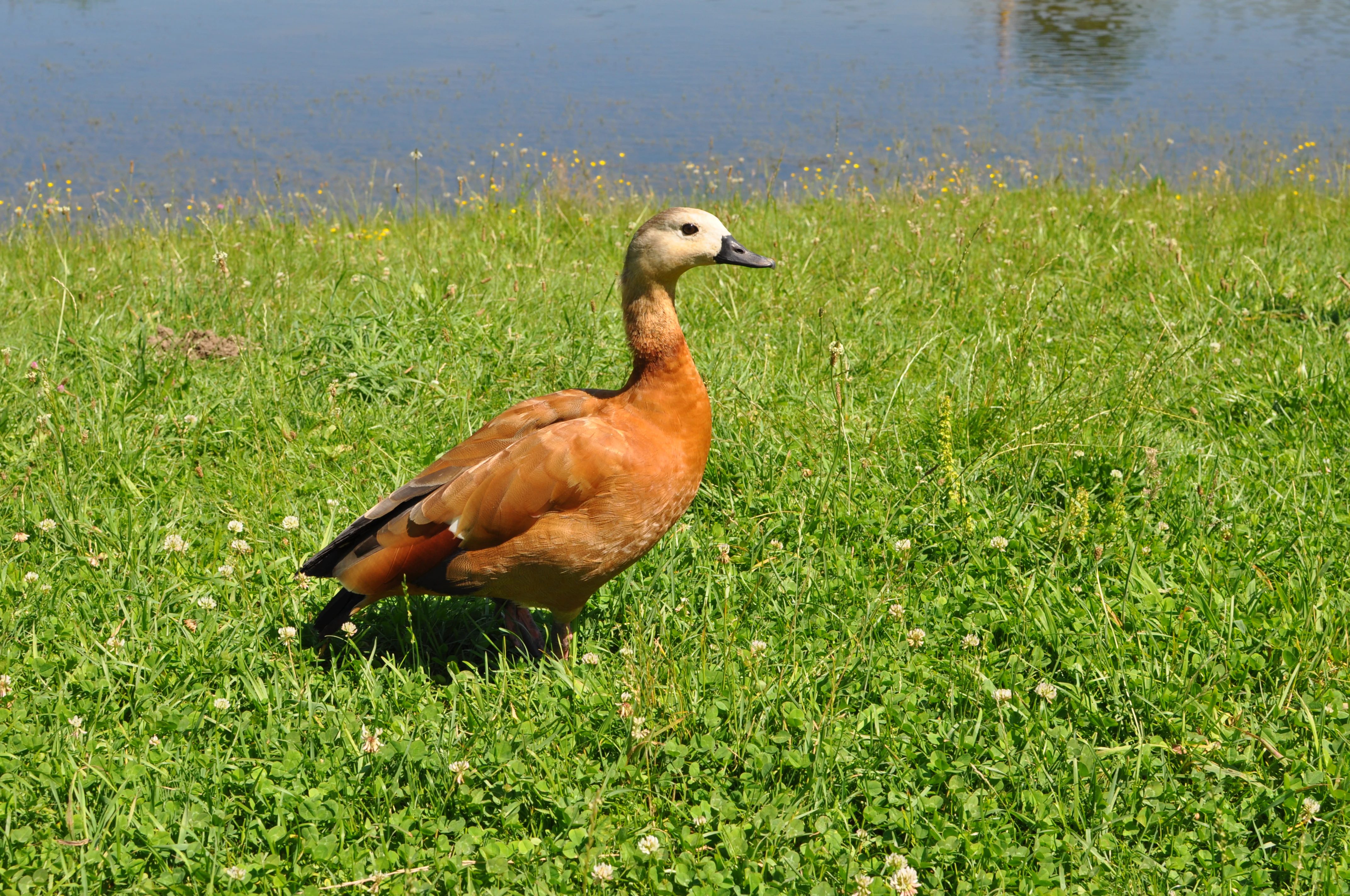 A Ruddy Shelduck with brown and orange plumage stands on green grass near a body of water