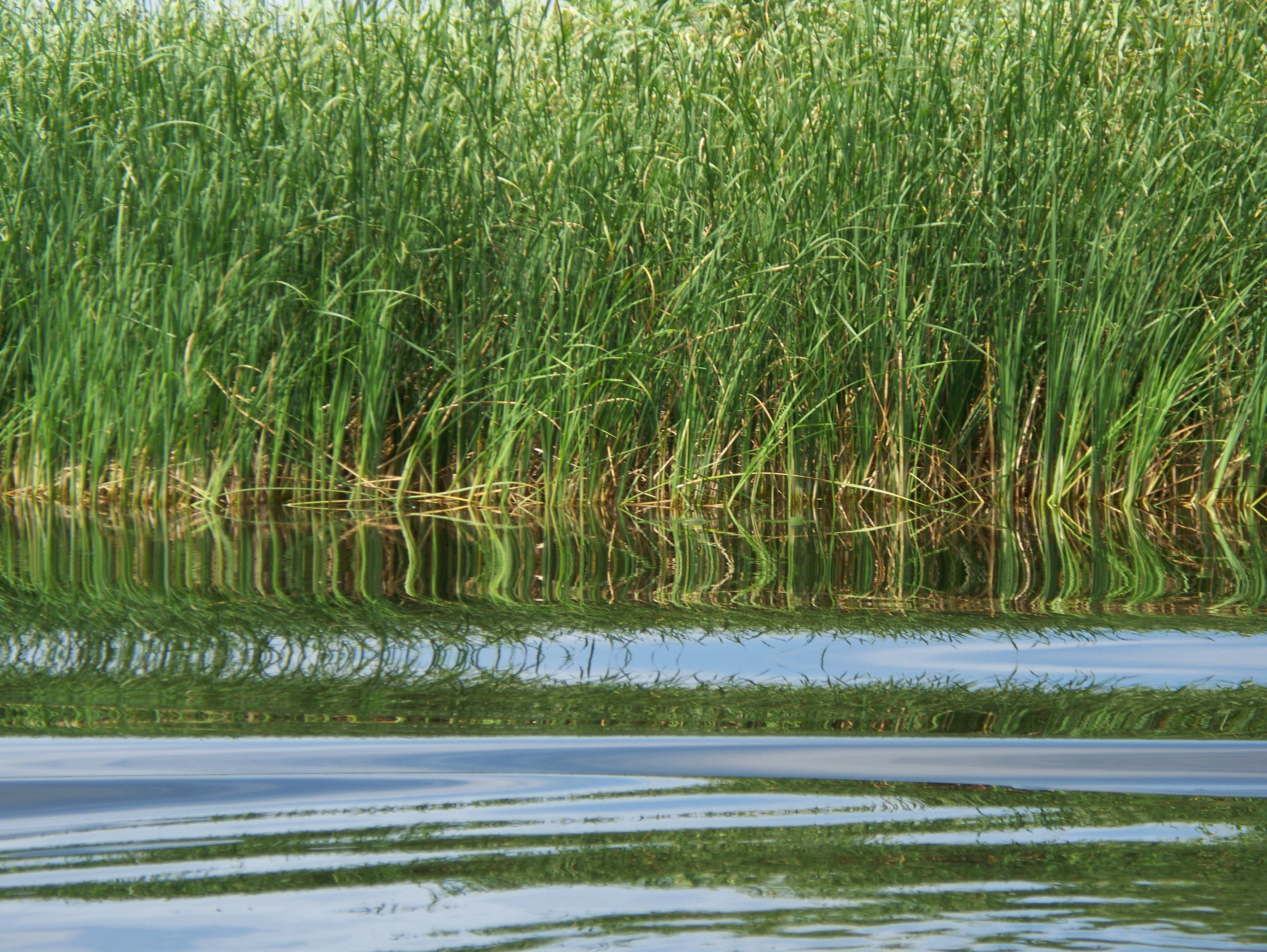 Tall green reeds growing along the edge of calm water with reflections visible
