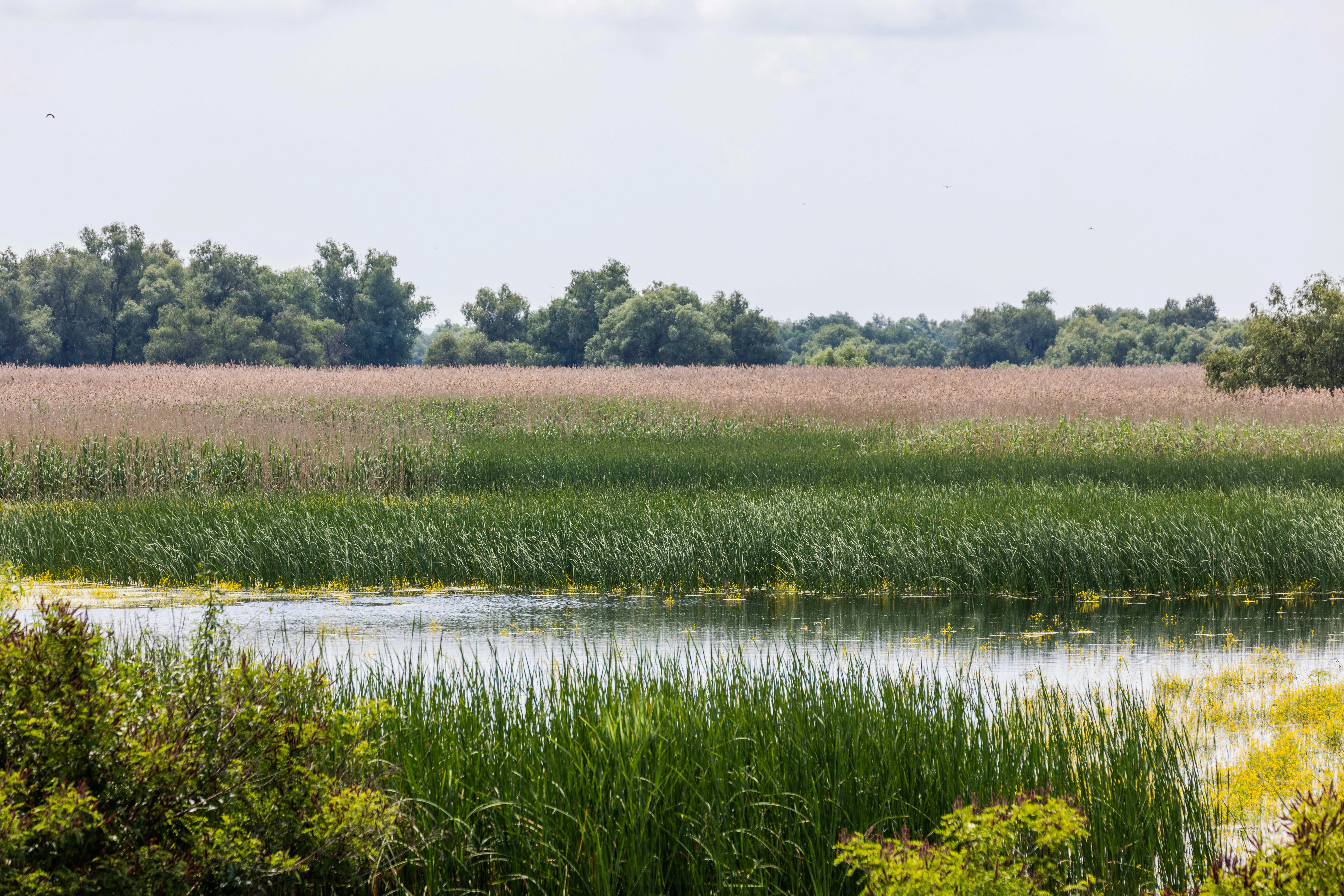 A wetland landscape with tall reeds, water, and distant trees under a clear sky