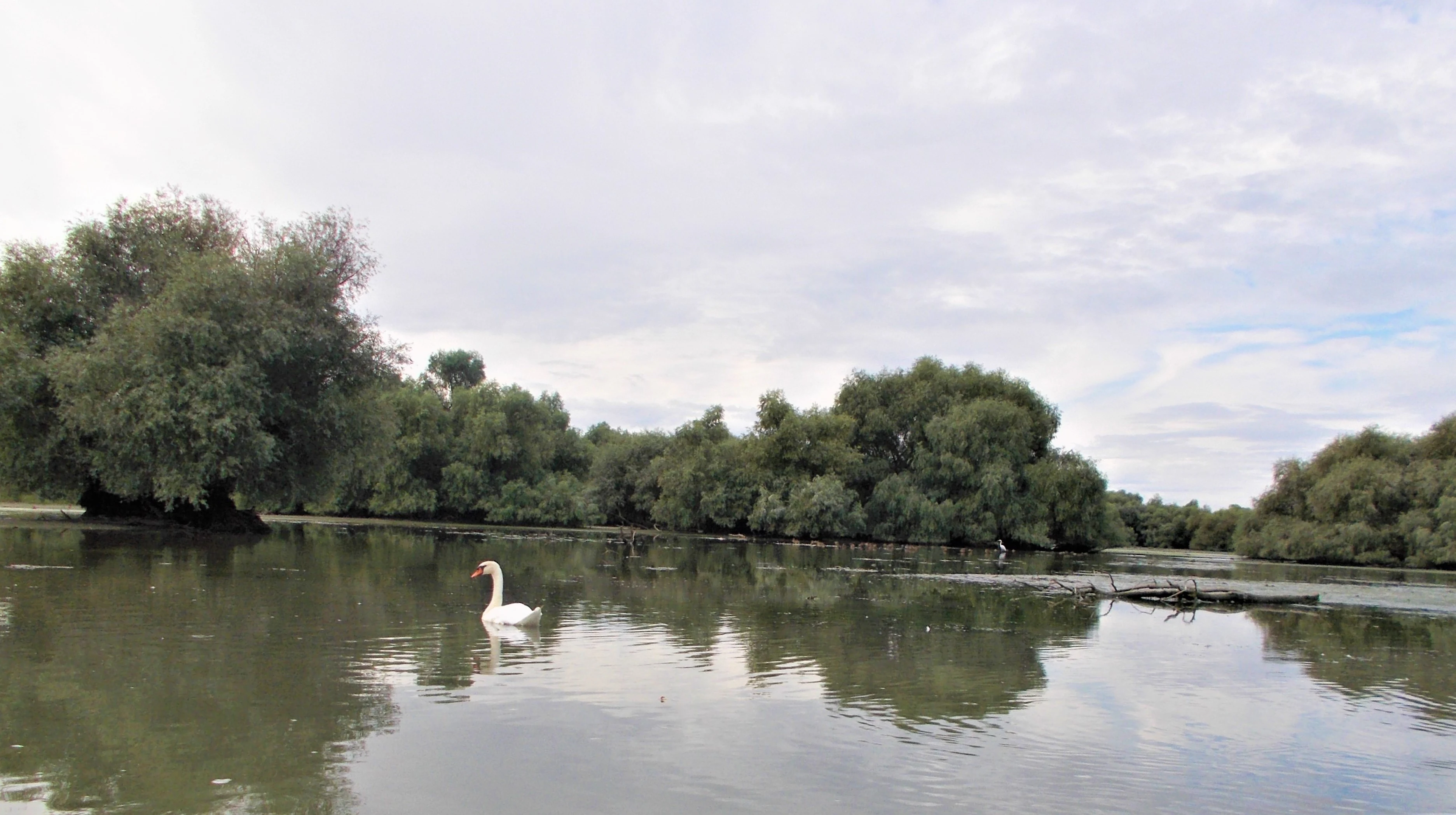 A swan floating on a calm river with dense green trees along the shore under a partly cloudy sky