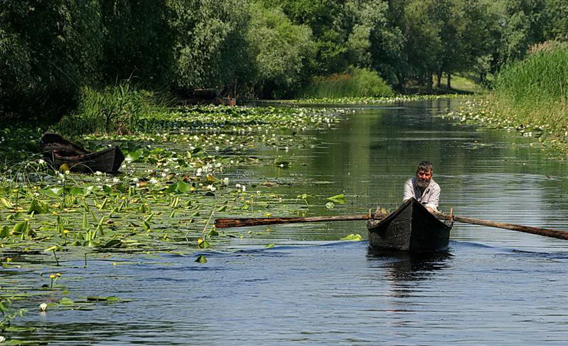 A man rowing a small wooden boat on a calm waterway surrounded by aquatic plants and greenery