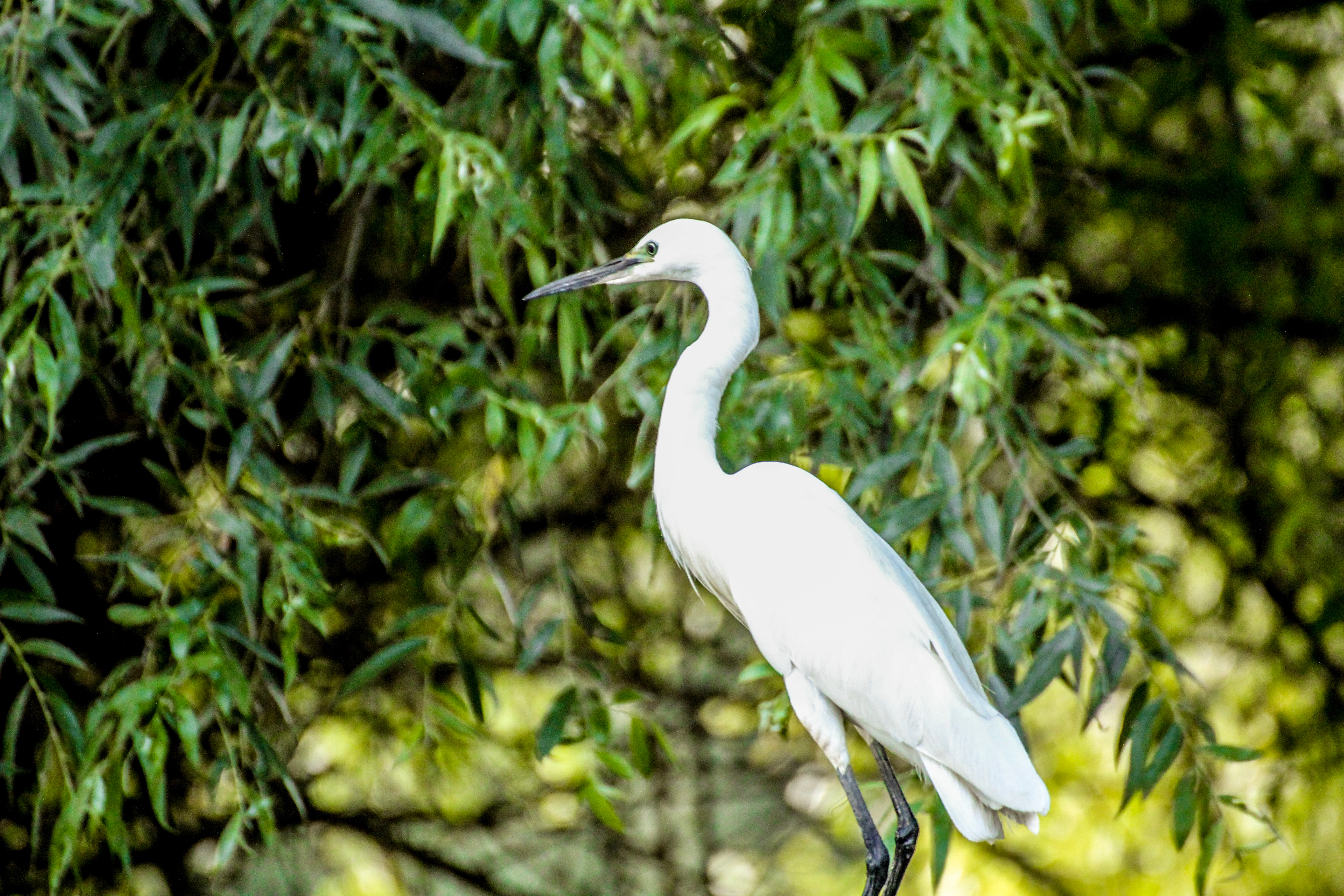 White Little Egret perched on a branch with green leaves in the background