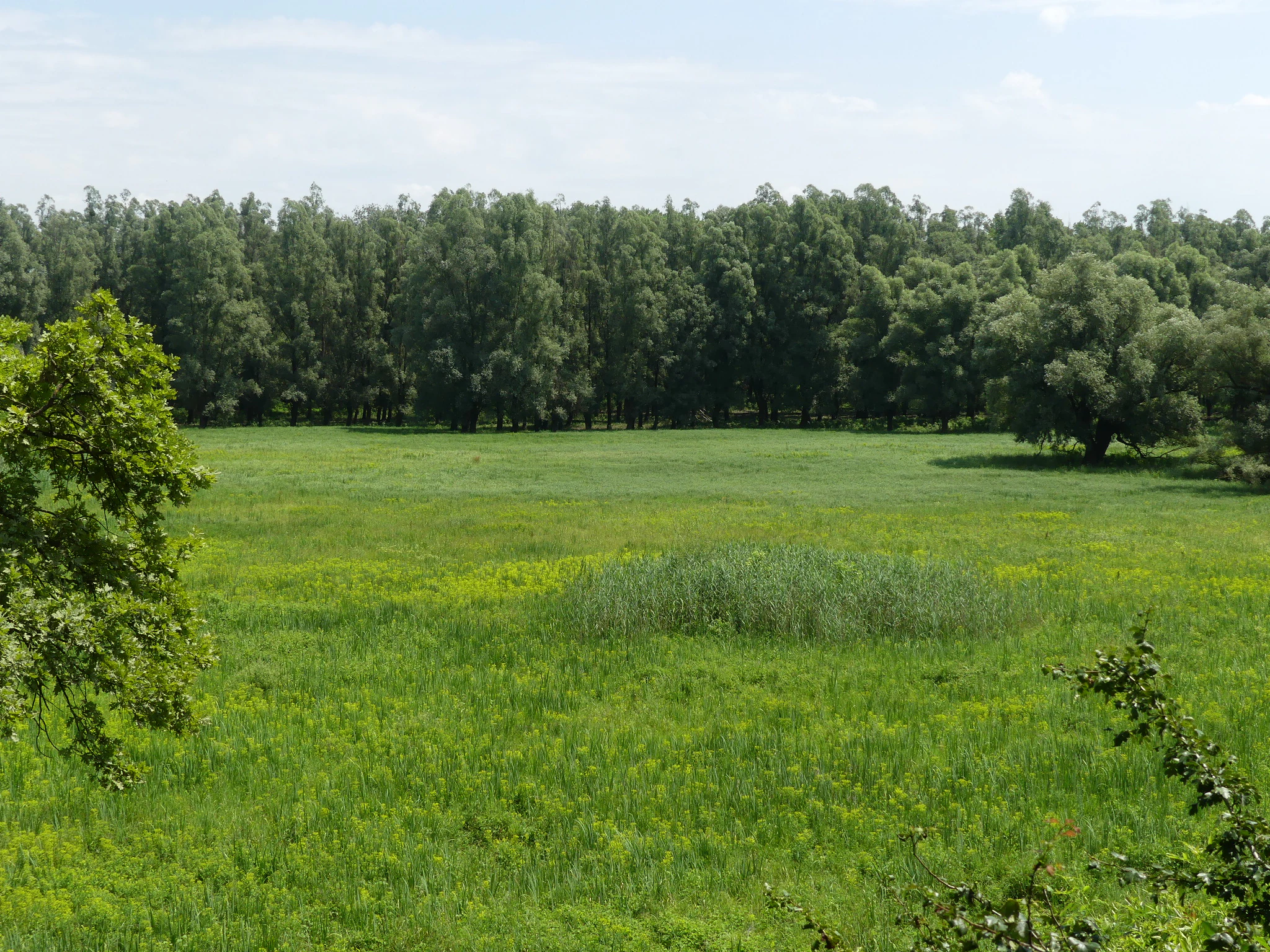 A grassy field with tall green vegetation and scattered yellow flowers, bordered by a dense line of trees under a partly cloudy sky