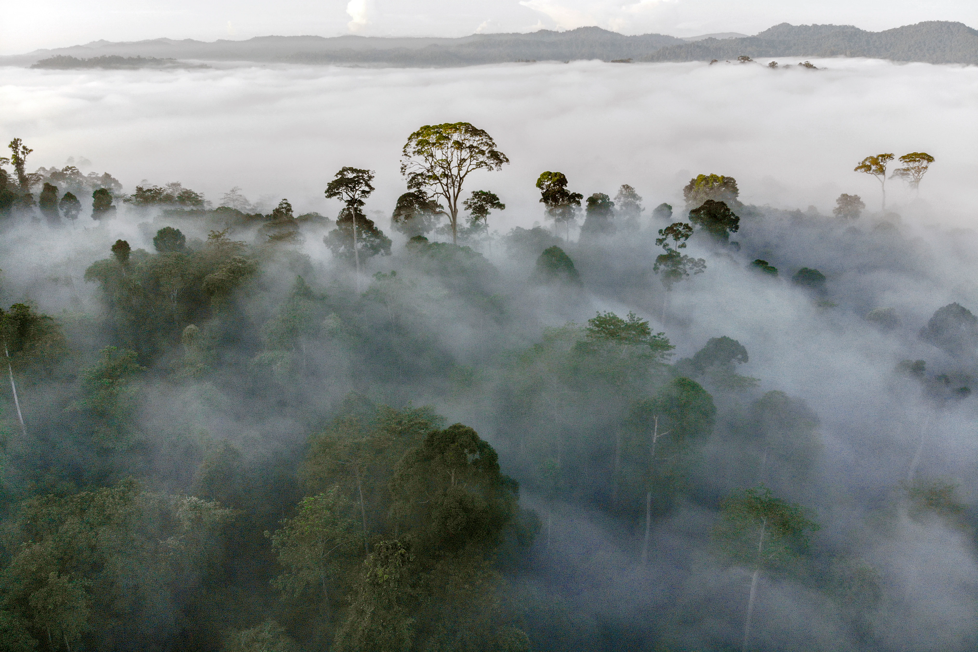 An aerial view of a tropical rainforest with tall trees rising above a dense layer of morning fog, with rolling hills in the background.