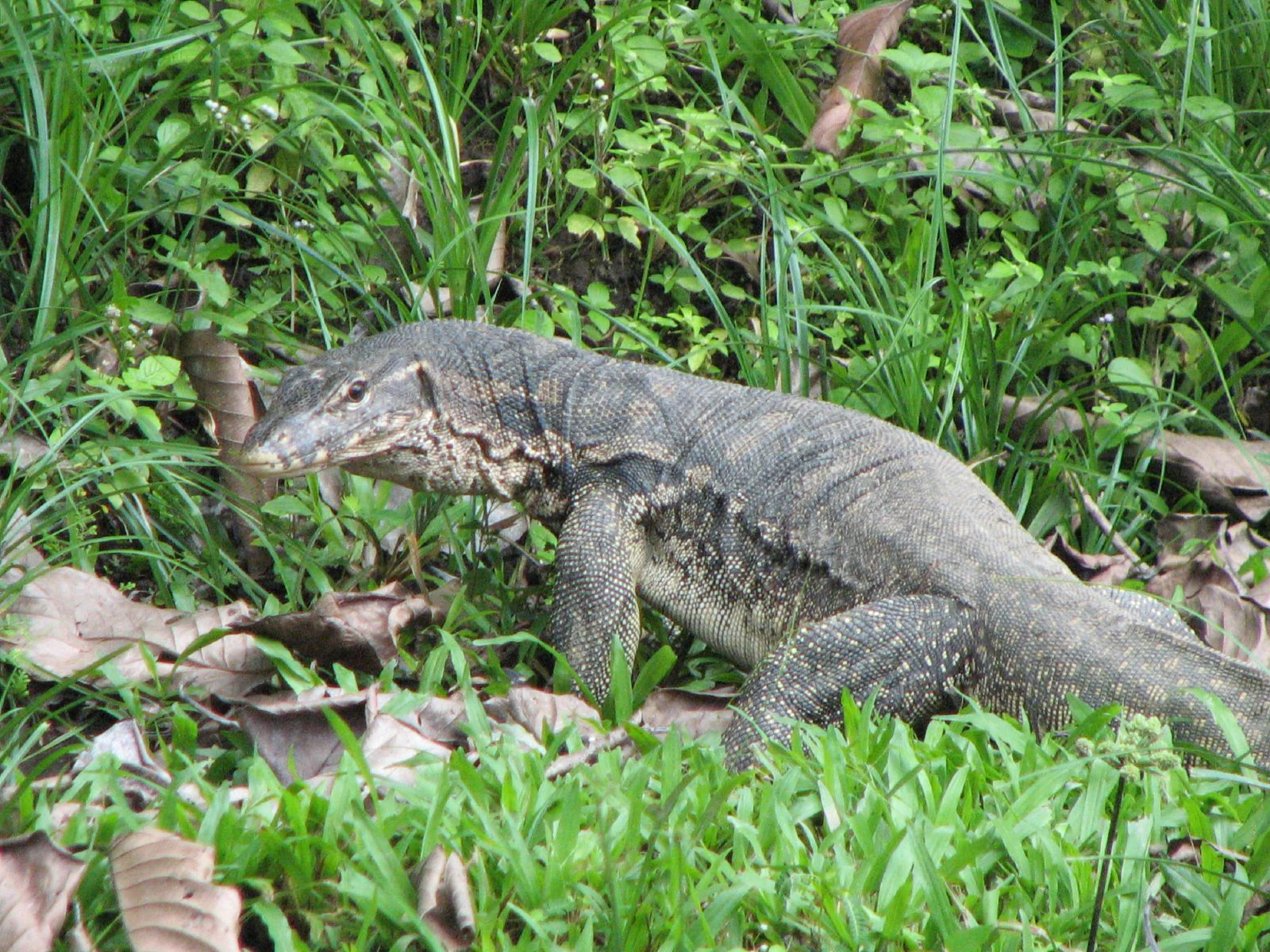 A large dark-colored water monitor lizard moving through green grass and fallen leaves.