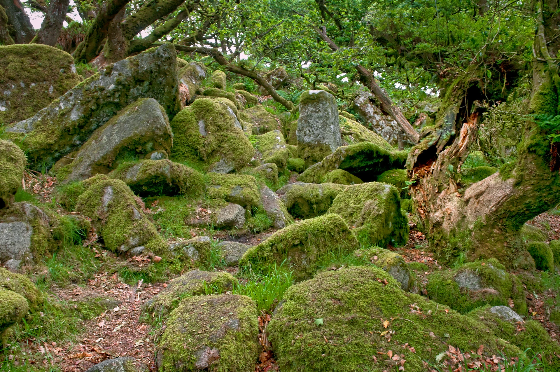 Moss-covered granite rocks and trees in a forested area