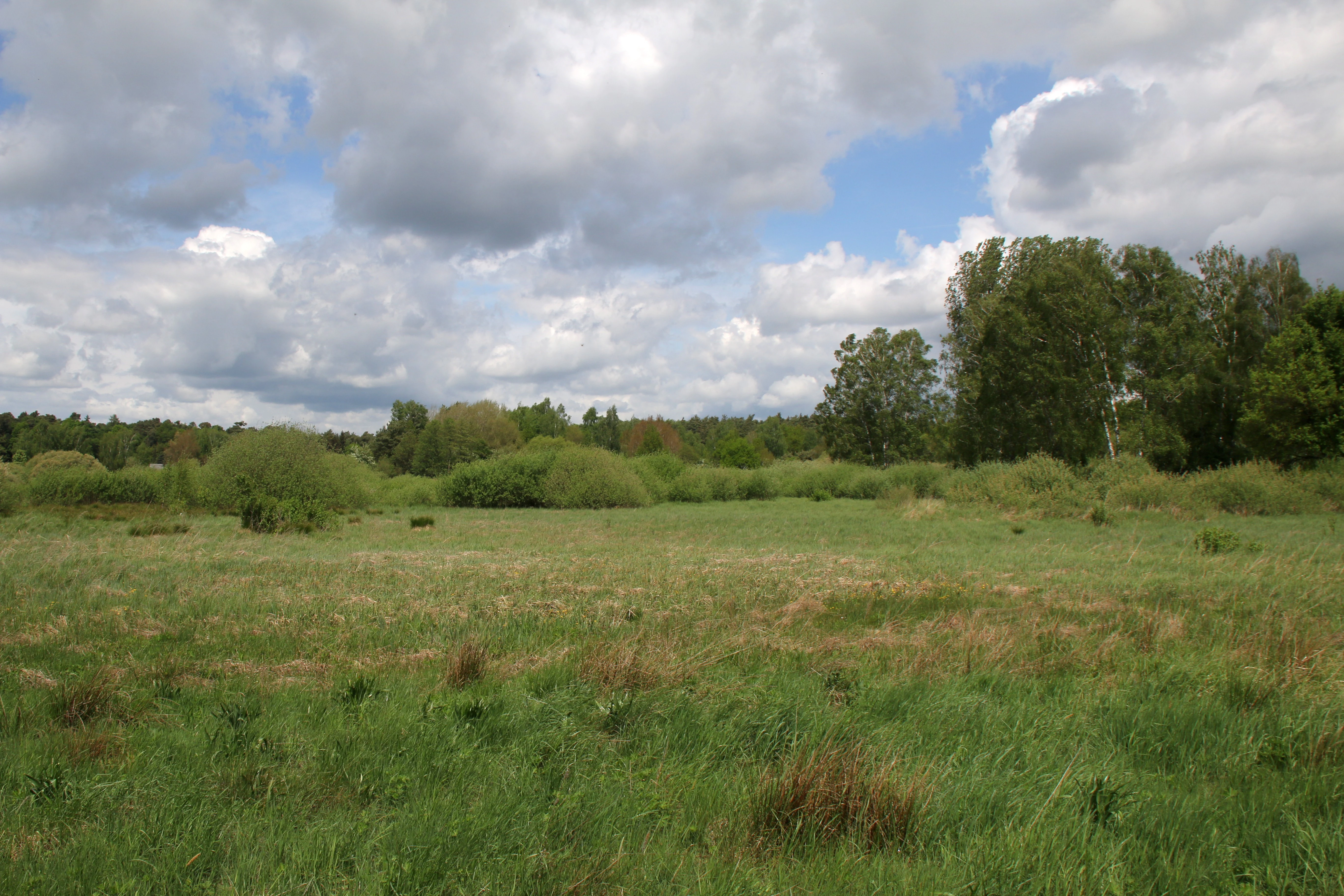 A wide view of a green, grassy wetland meadow under a cloudy sky, with clusters of trees and shrubs in the distance.