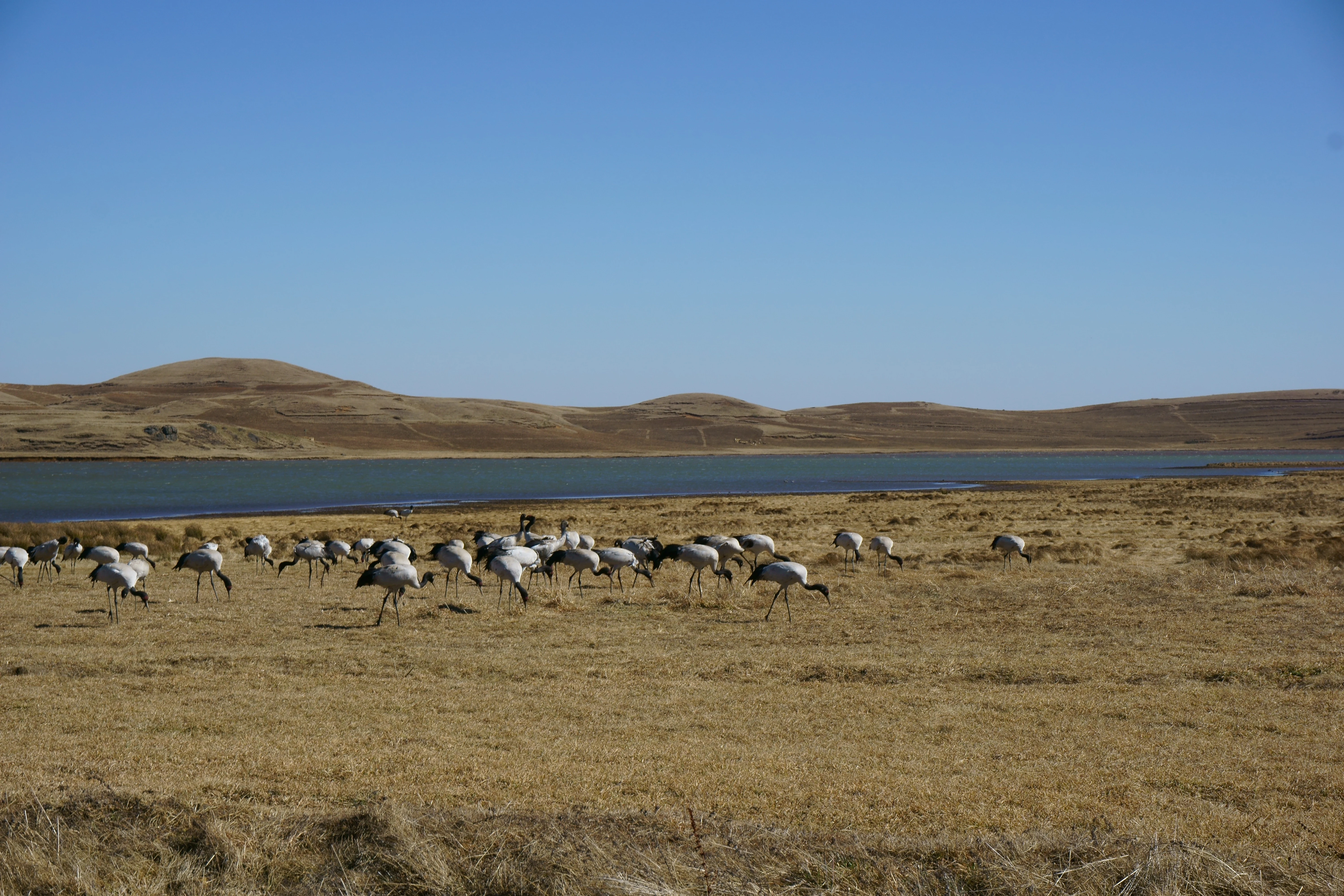 A group of black-necked cranes feeding in a dry, golden-grass field with a lake and rolling hills in the background under a clear blue sky.